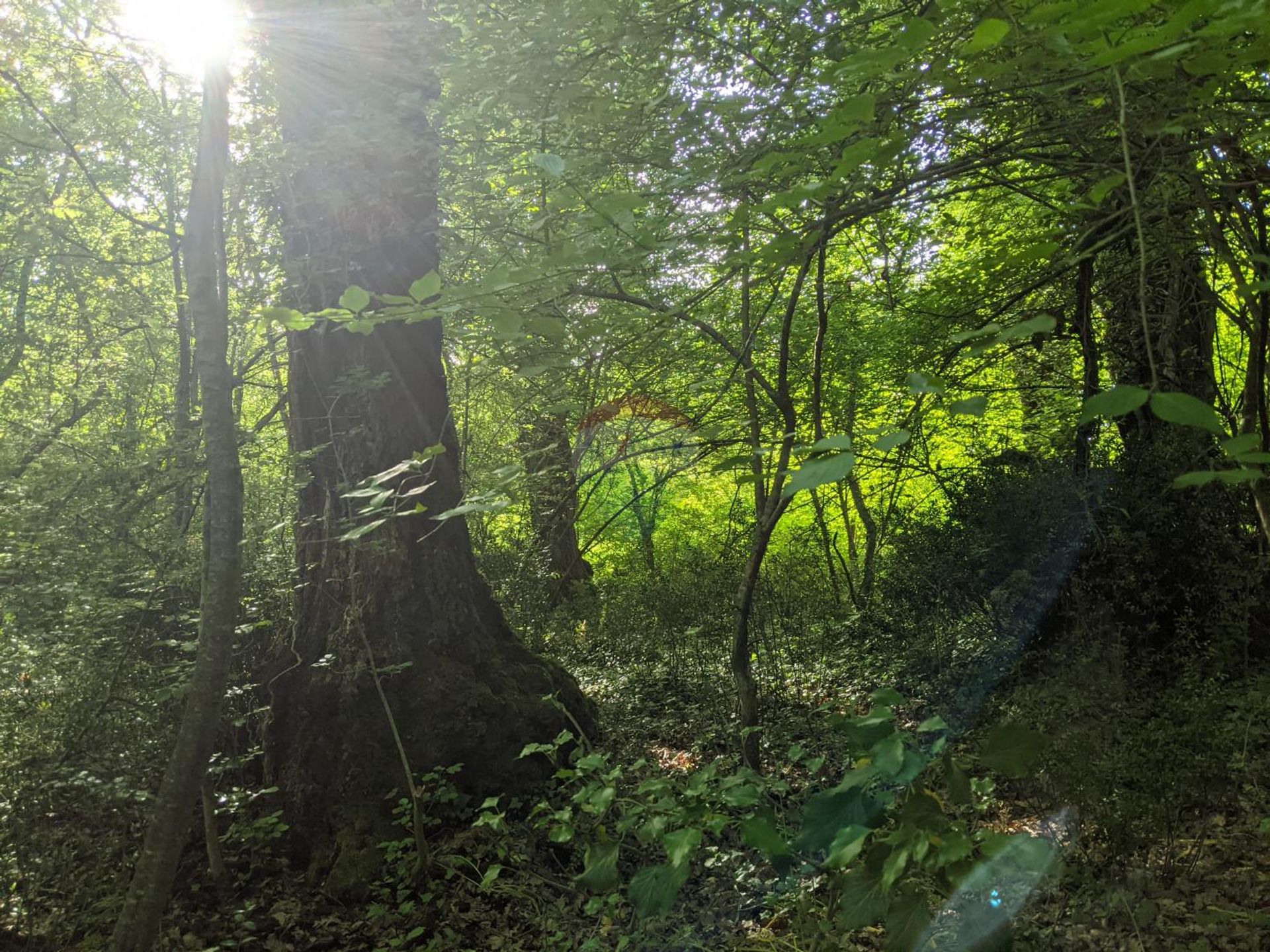 Terre dans Rovinjsko Selo, Istarska županija 12035504