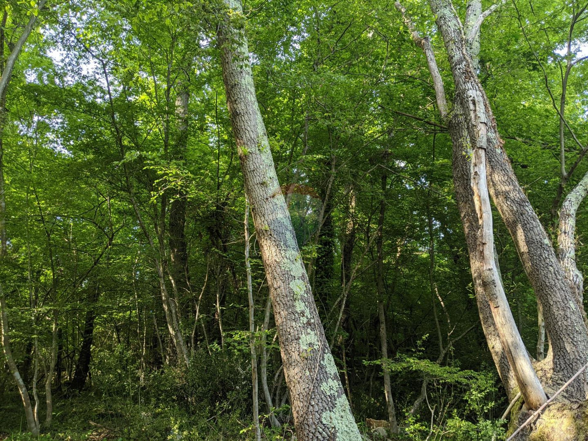 Terre dans Sveti Lovrec Pazenaticki, Istarska Zupanija 12035504