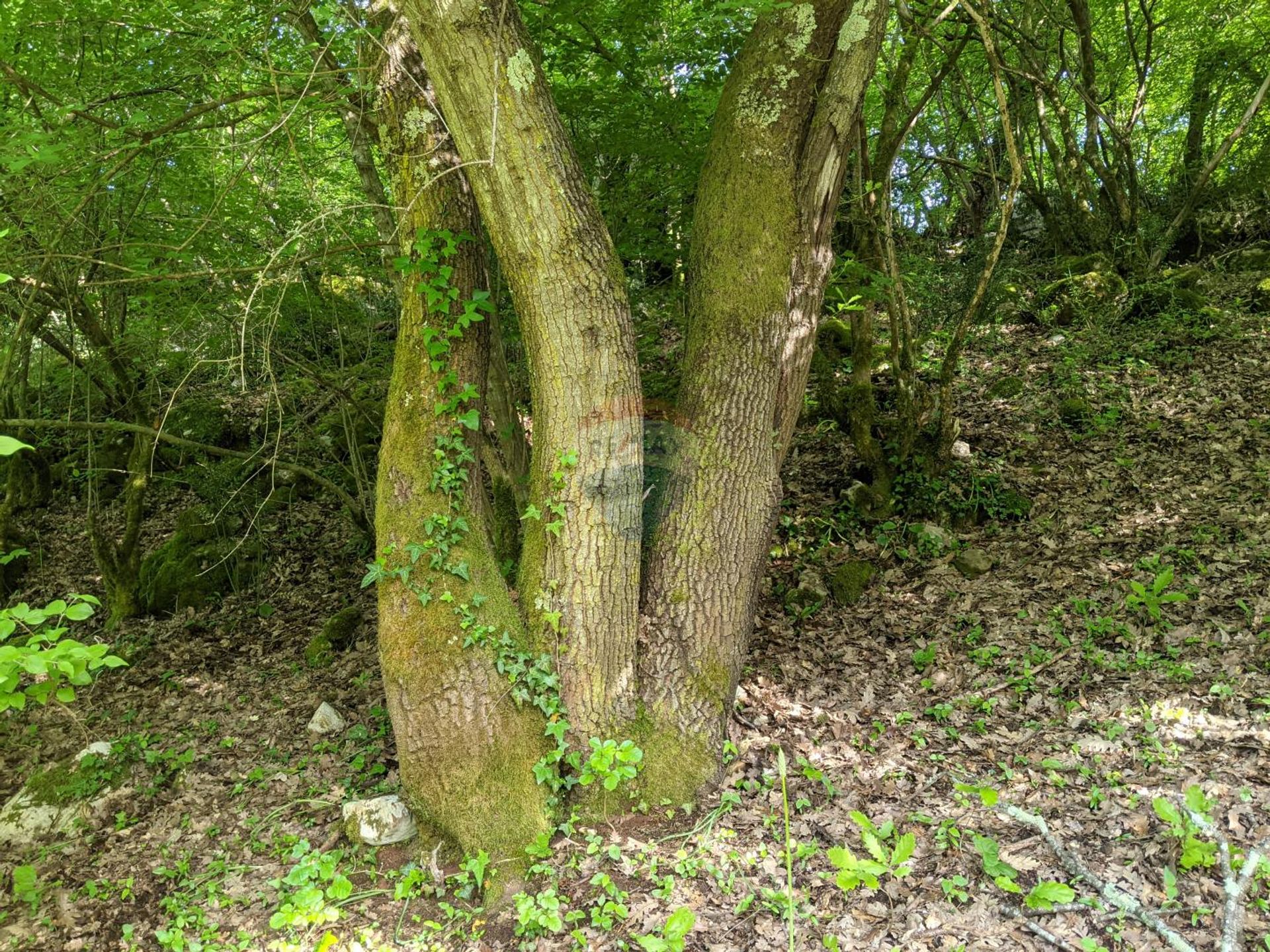 Terre dans Sveti Lovrec Pazenaticki, Istarska Zupanija 12035504