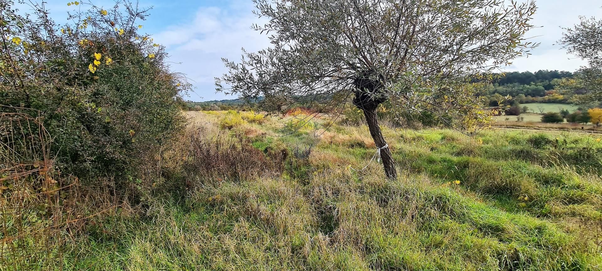 Terre dans Groznjan, Istarska Zupanija 12035647