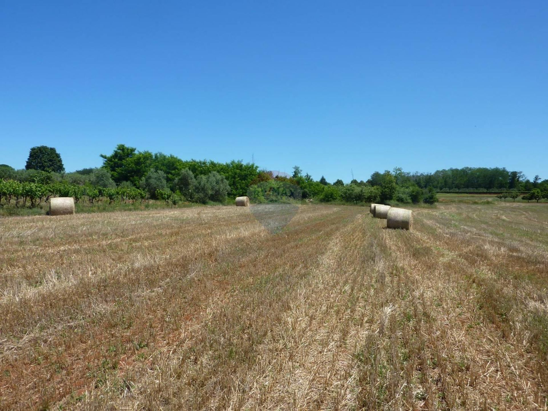 Land im Kastelir, Istarska Zupanija 12035789