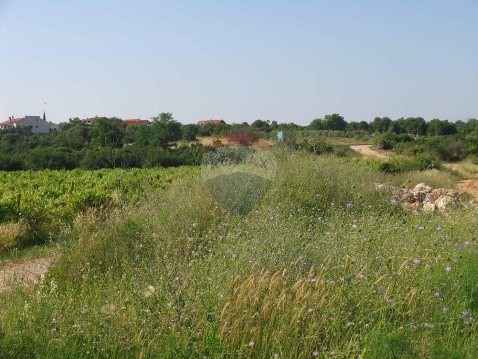 ארץ ב רוביני, איסטרסקה זופנייה 12035903