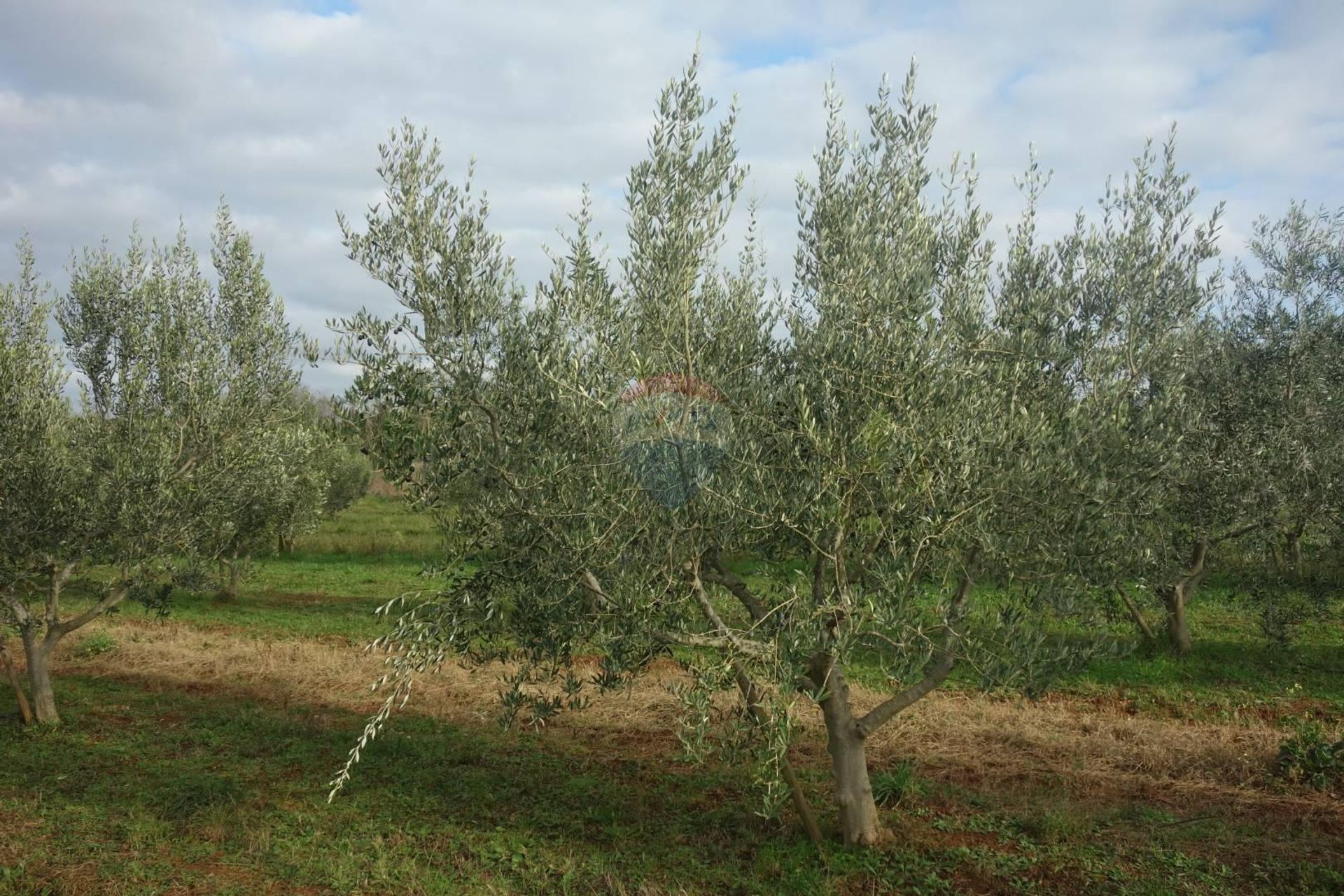 Tierra en Poreč, Istarska županija 12036029