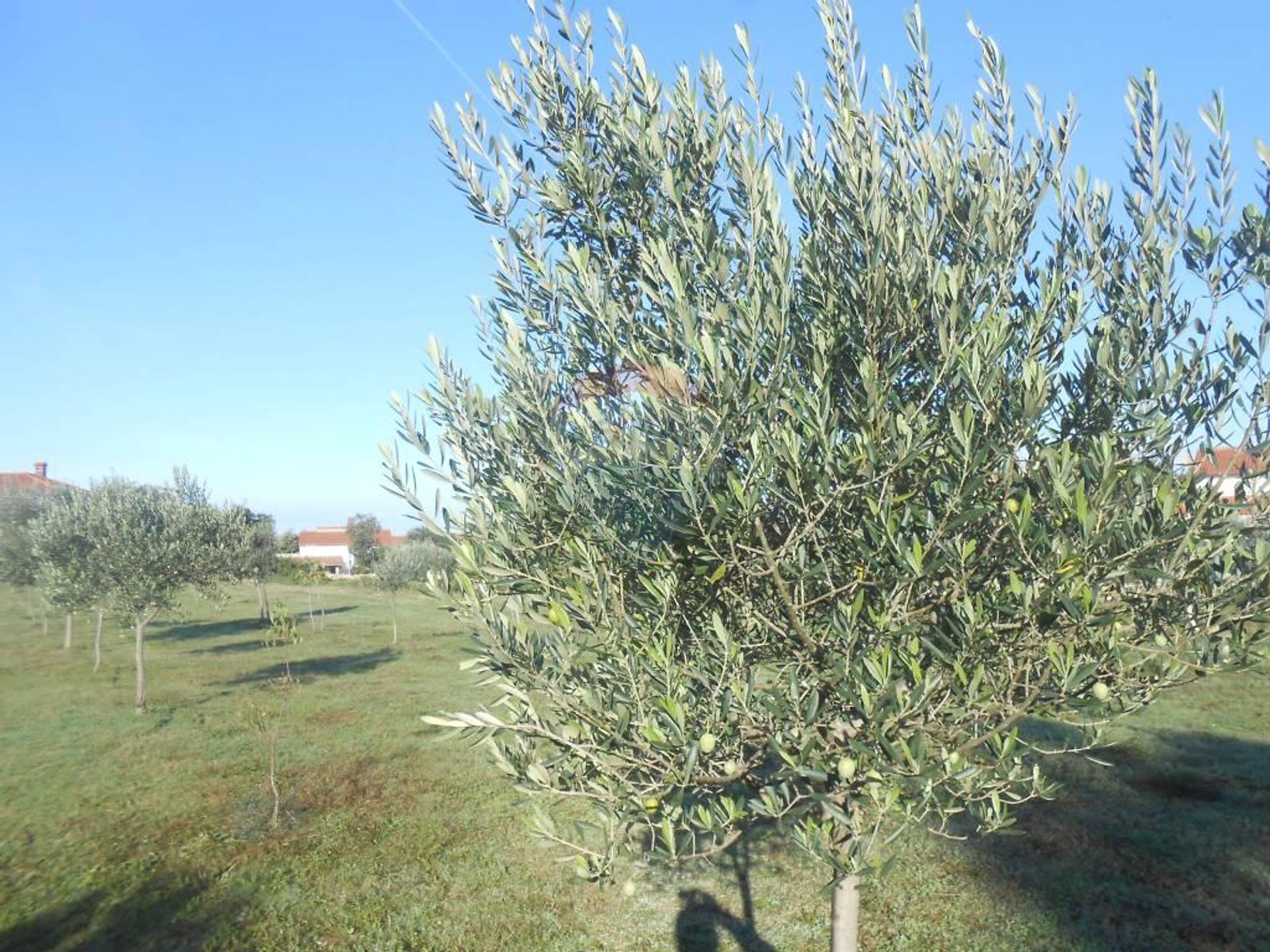 Land in Galižana, Istarska županija 12036718