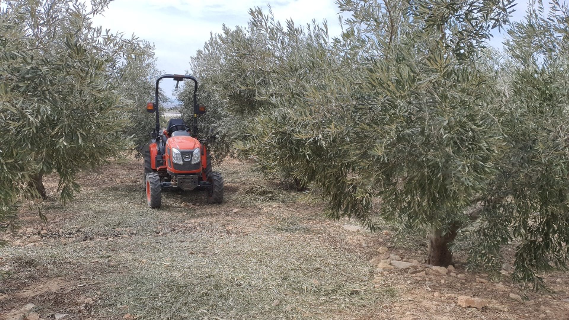 Terre dans , Región de Murcia 12042363