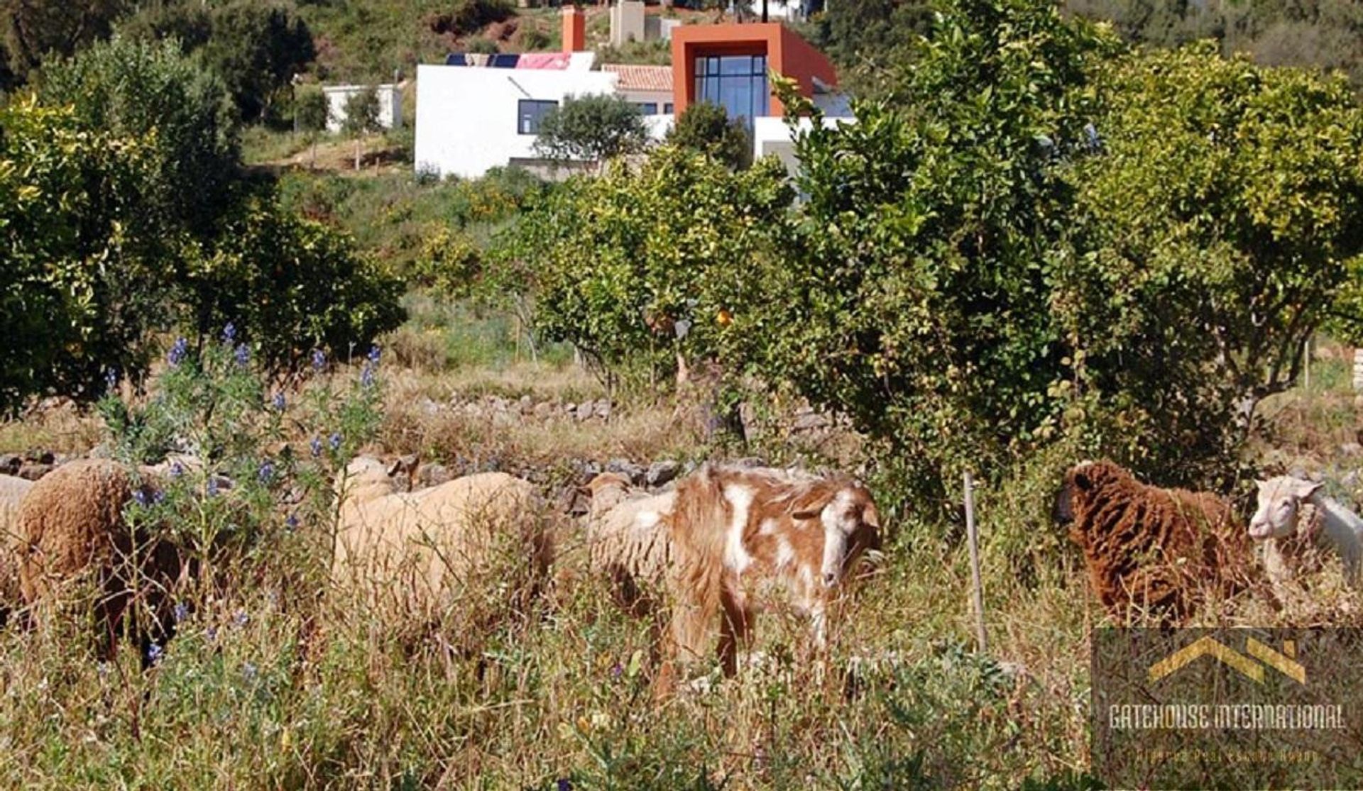 بيع بالتجزئة في Monchique, Faro 12042724