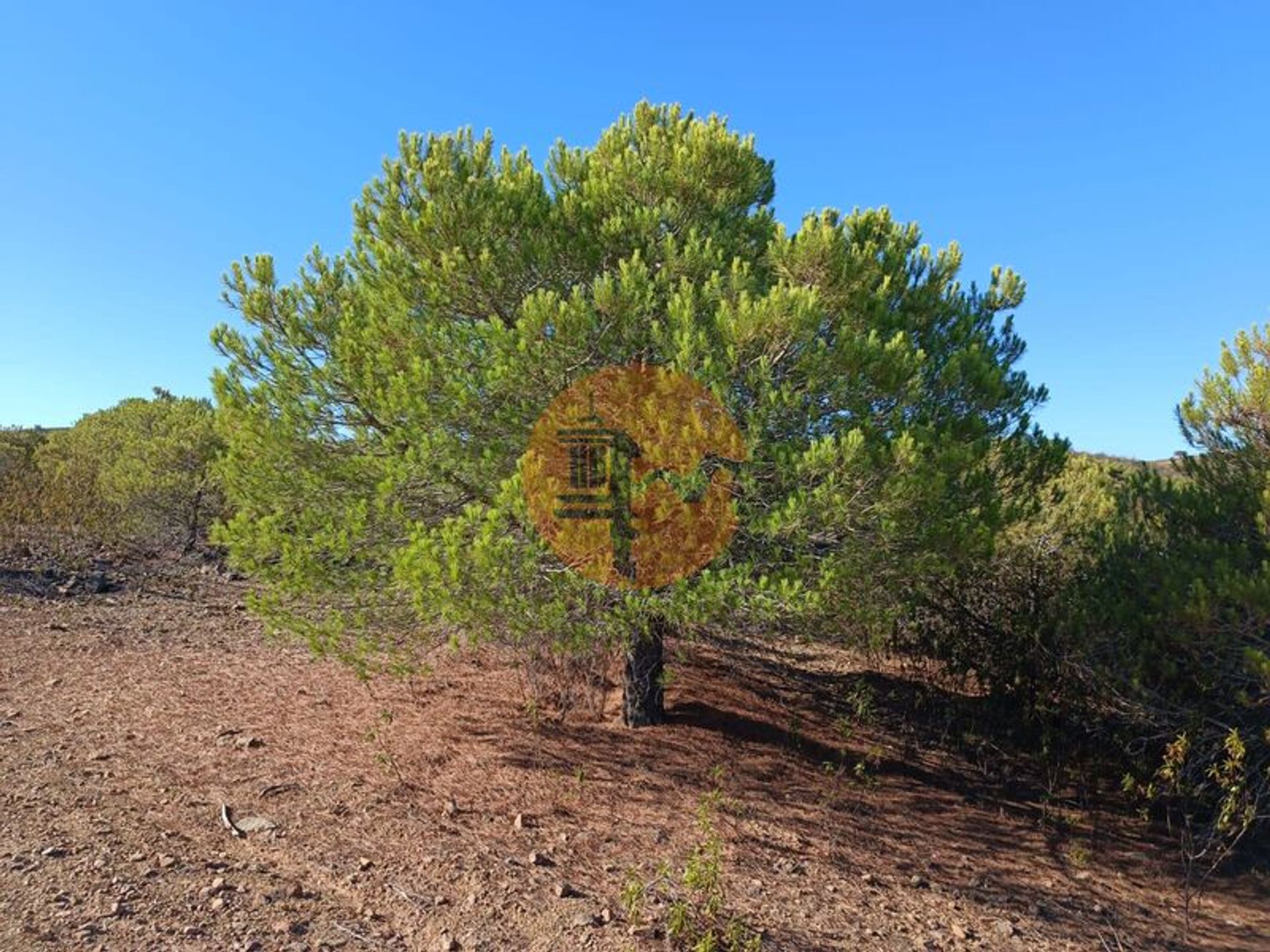 Land im Vaqueiros, Faro District 12043420