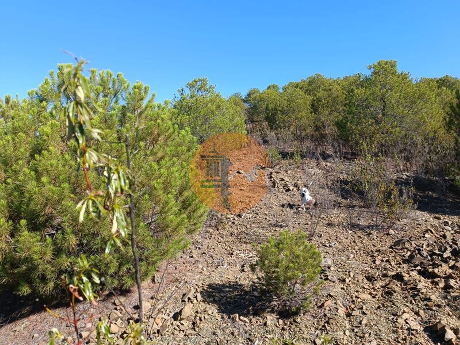 Land im Martim Longo, Faro 12052939