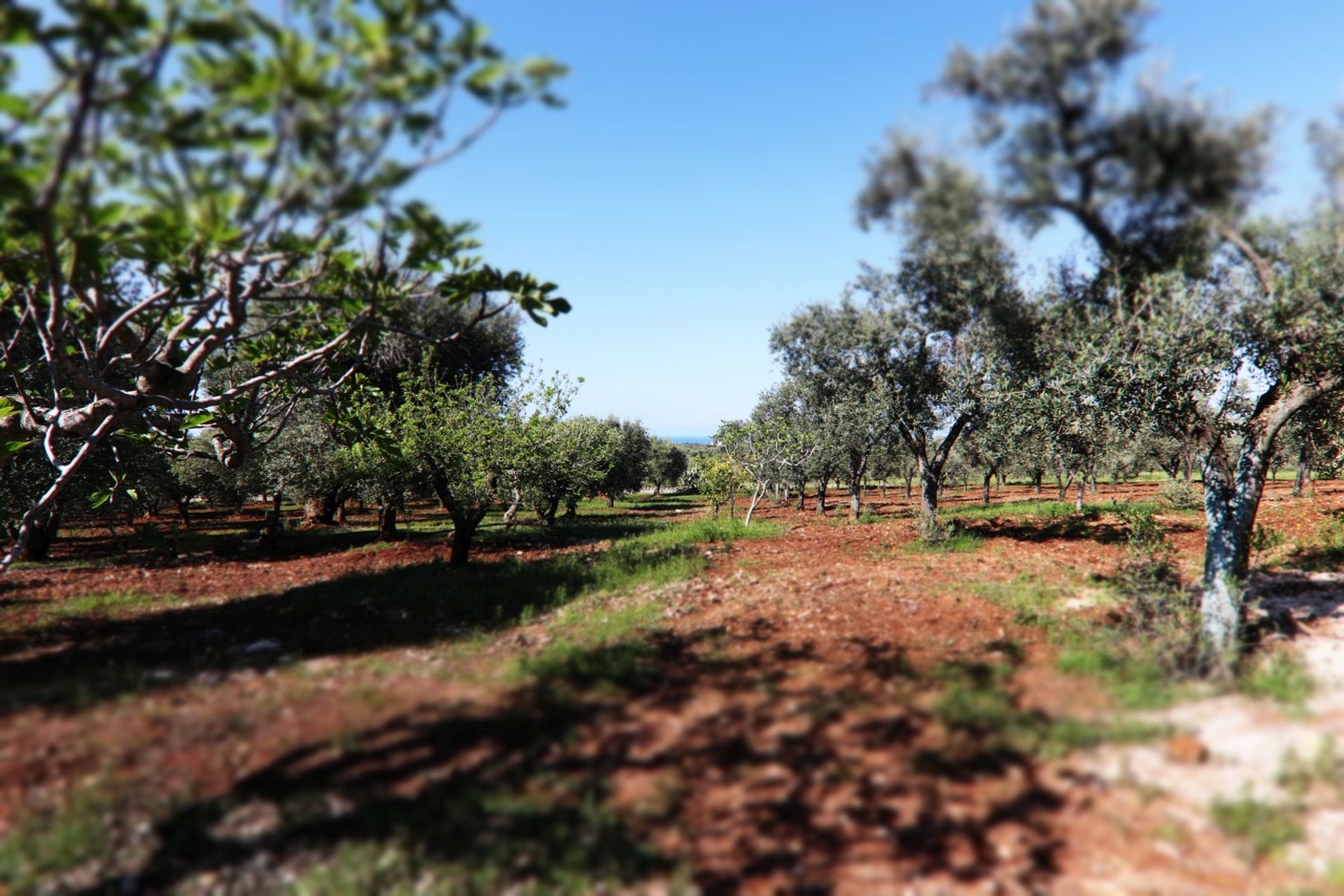 Tanah di , Puglia 12077075