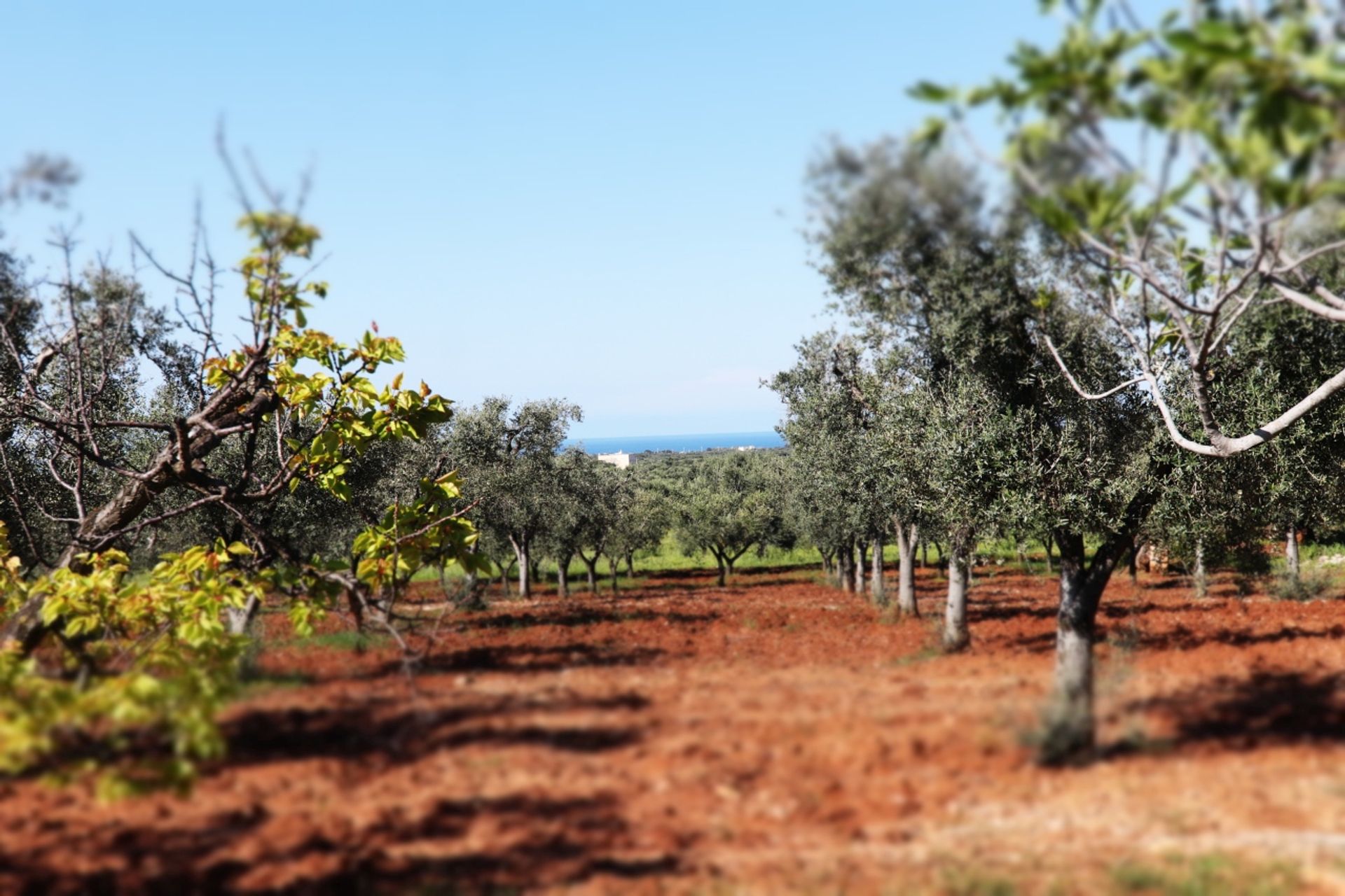 Tanah di , Puglia 12077075