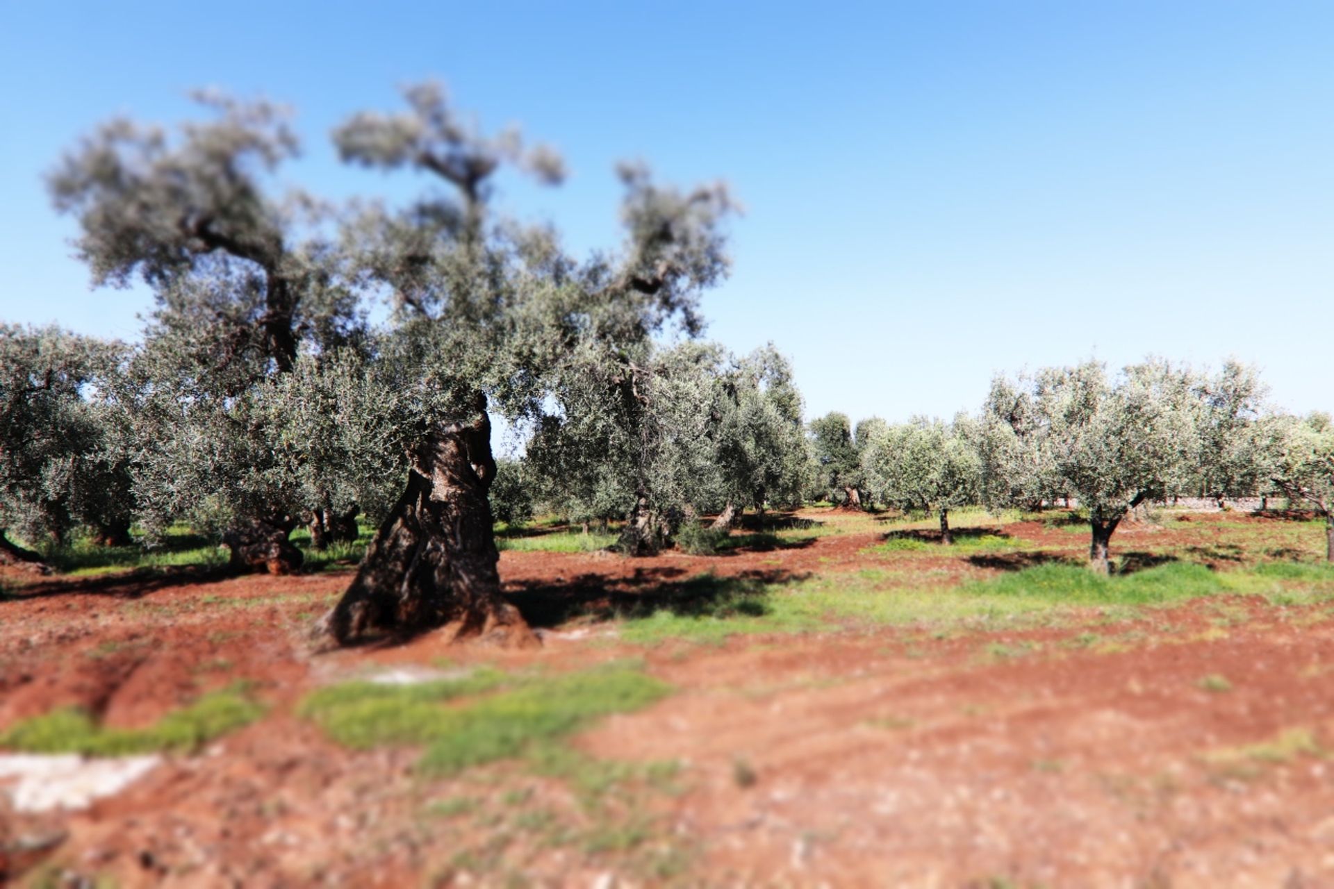 Tanah di , Puglia 12077075