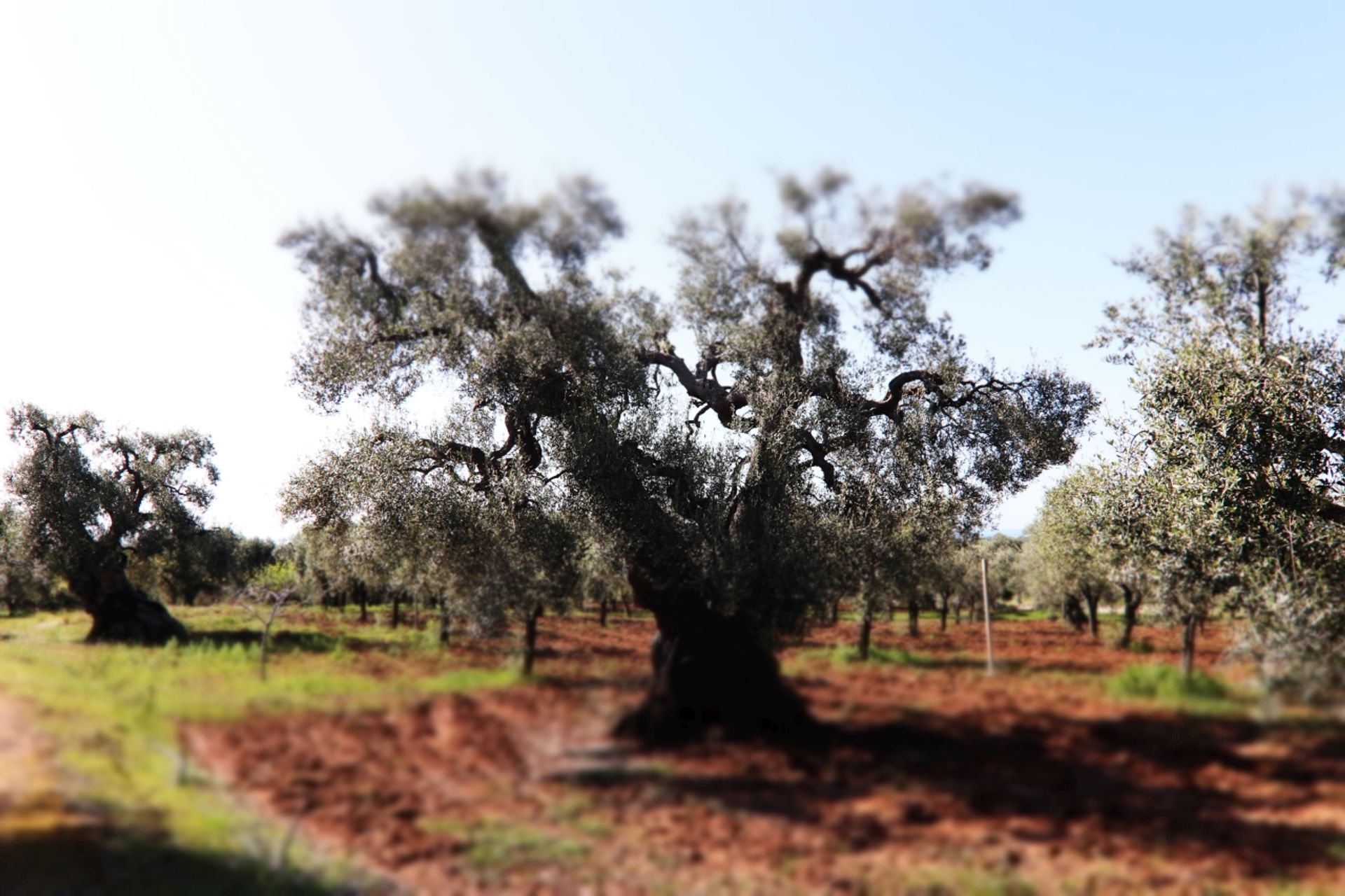 Tanah di , Puglia 12077075