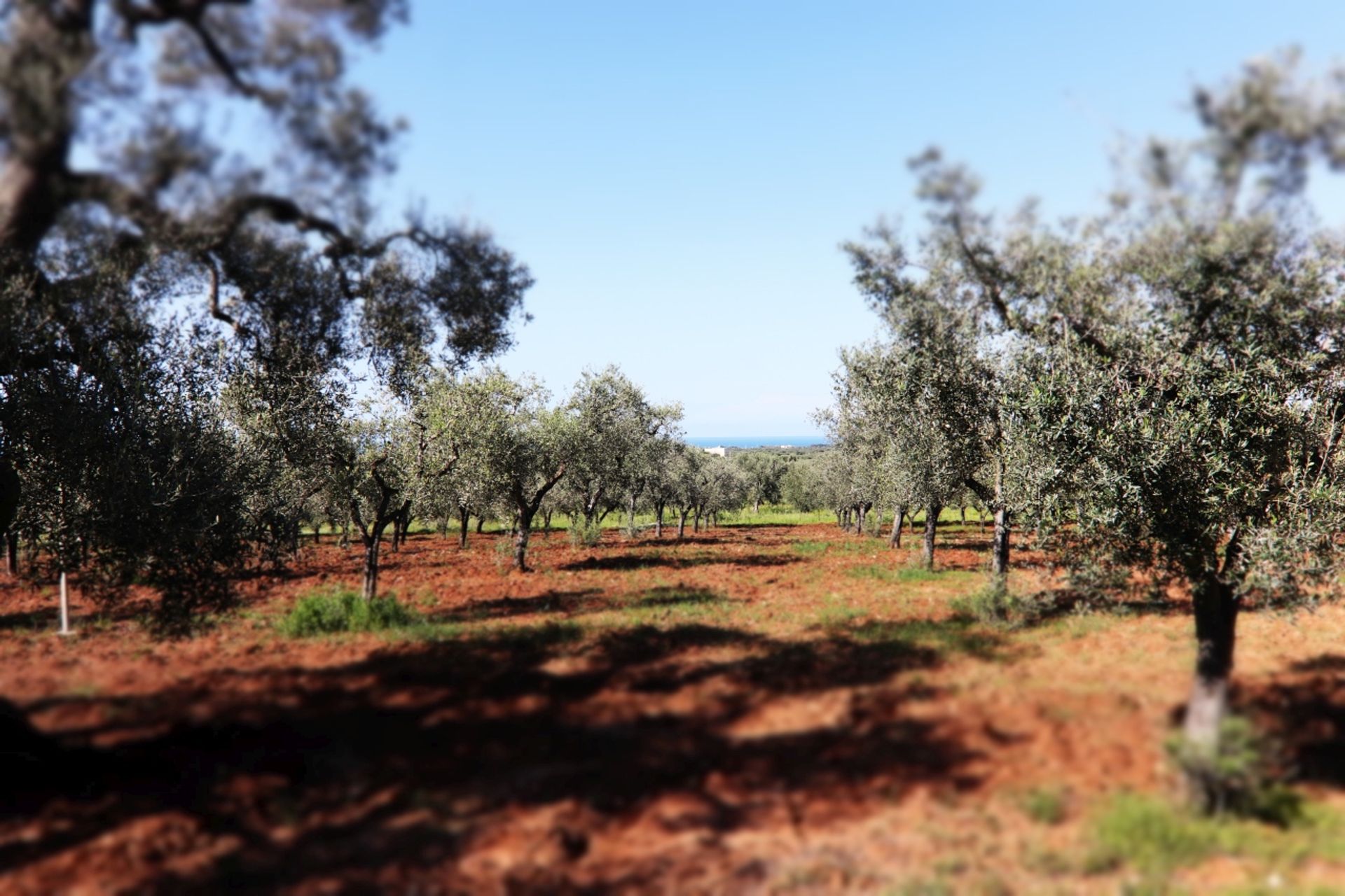 Tanah di , Puglia 12077075