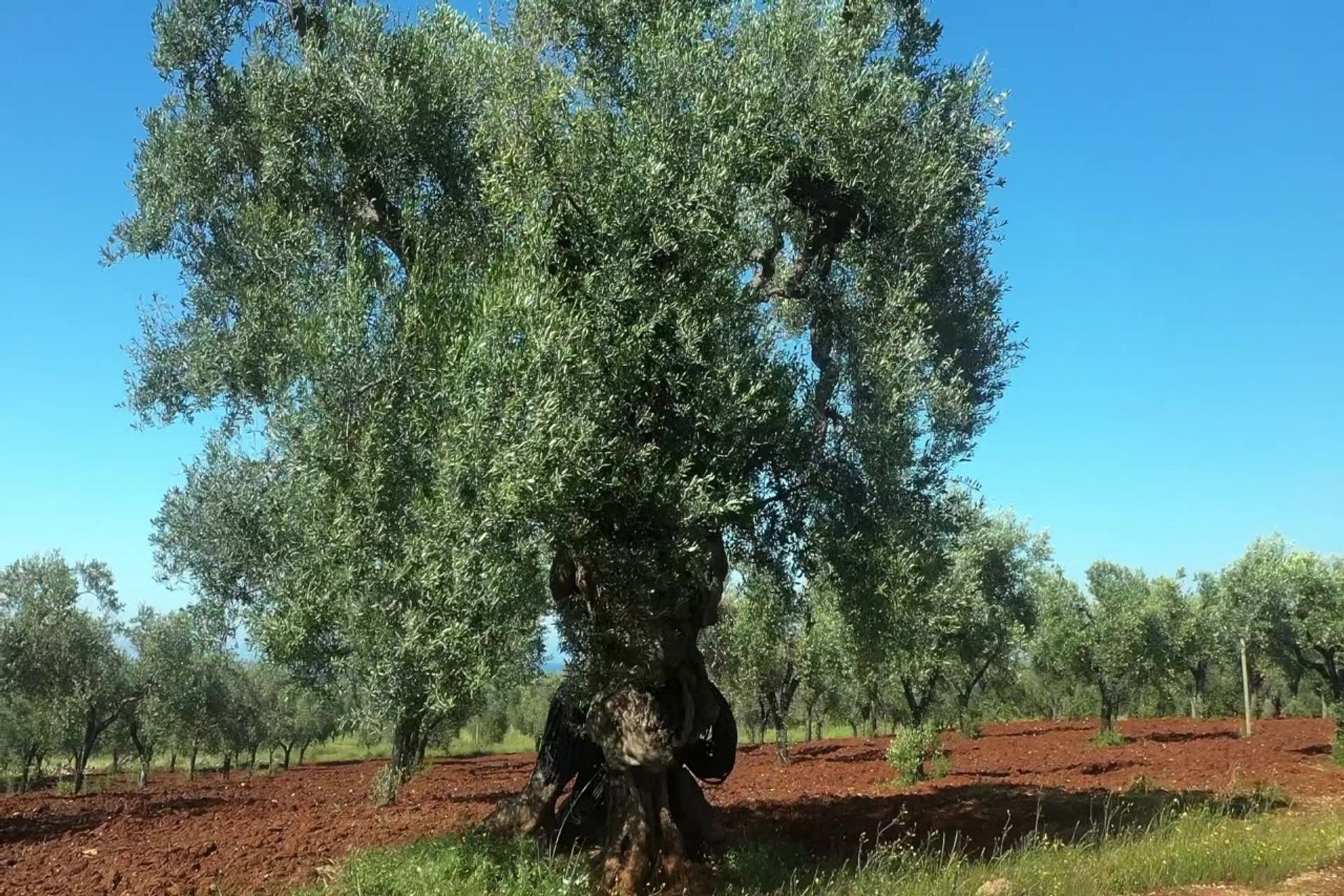 Tanah di , Puglia 12077075