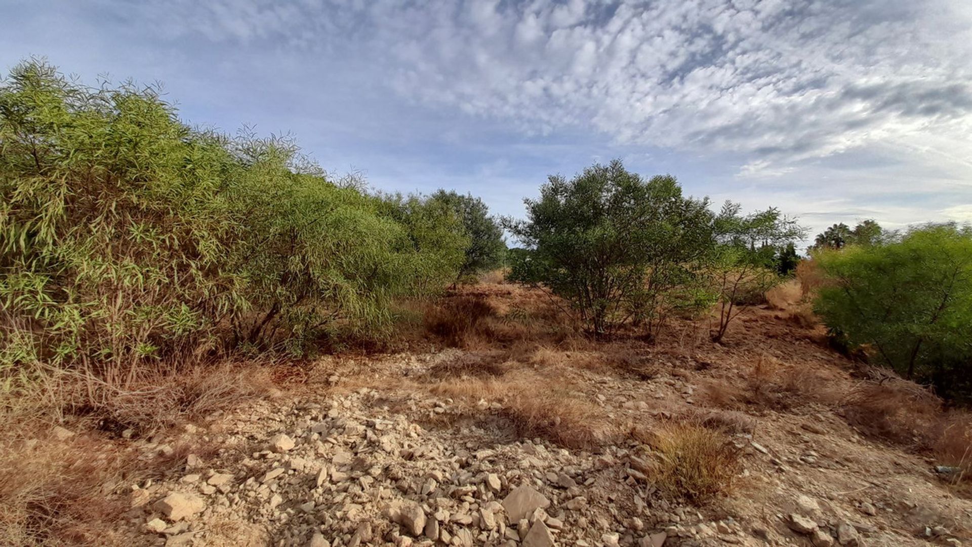 Terra no Marbella, Andalucía 12083075