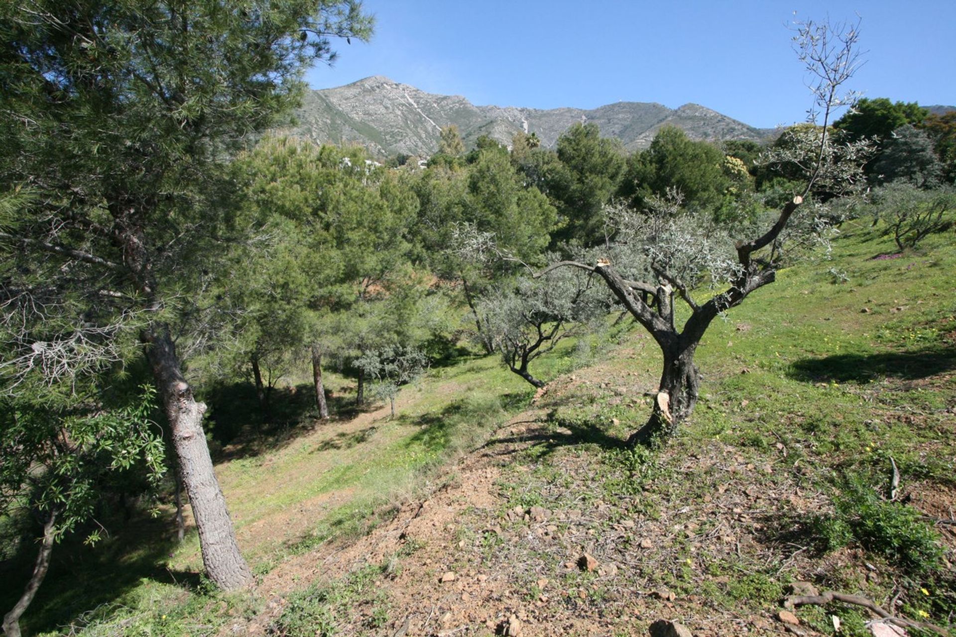 Terra no Alhaurín el Grande, Andaluzia 12093623