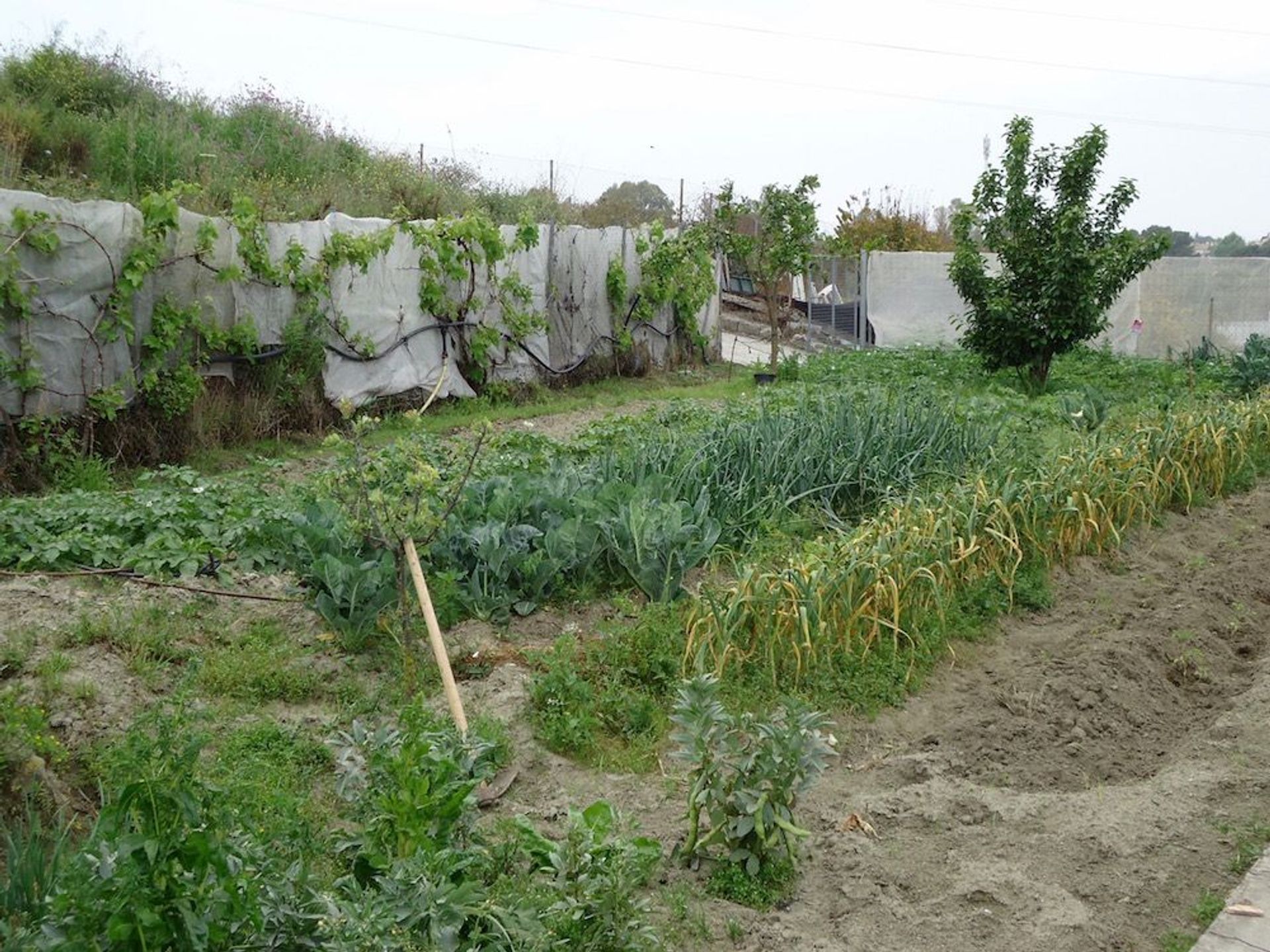 Land i San Pedro Alcántara, Andalucía 12094526