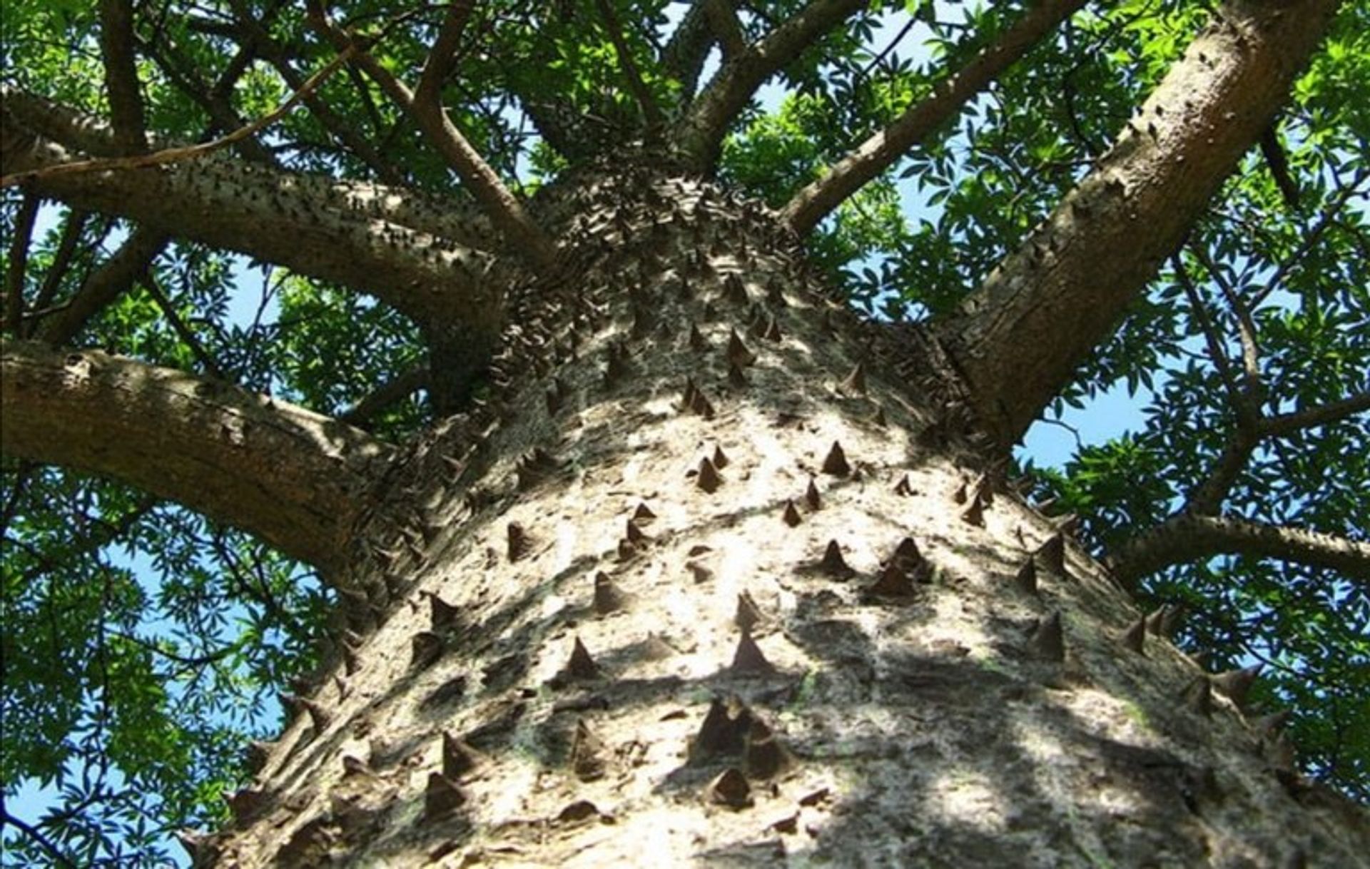 Terra no La Cruz, Provincia de Guanacaste 12119066