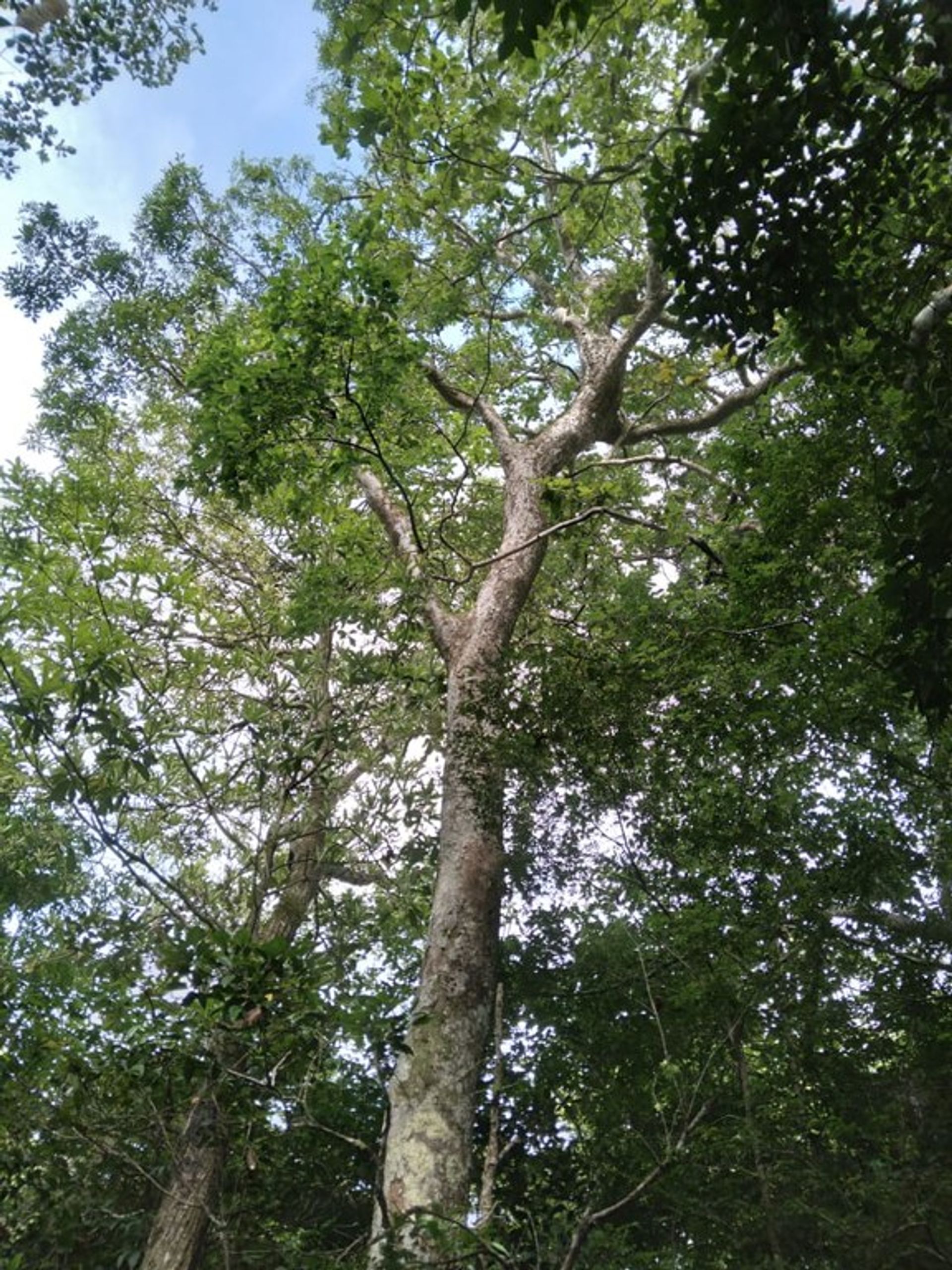 Terra no La Cruz, Provincia de Guanacaste 12119066