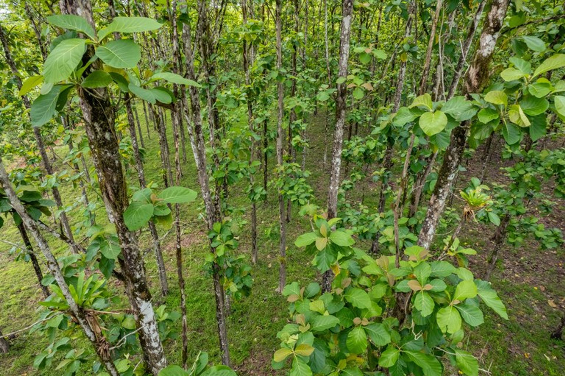 Land i Pocosol, Provincia de Alajuela 12119227