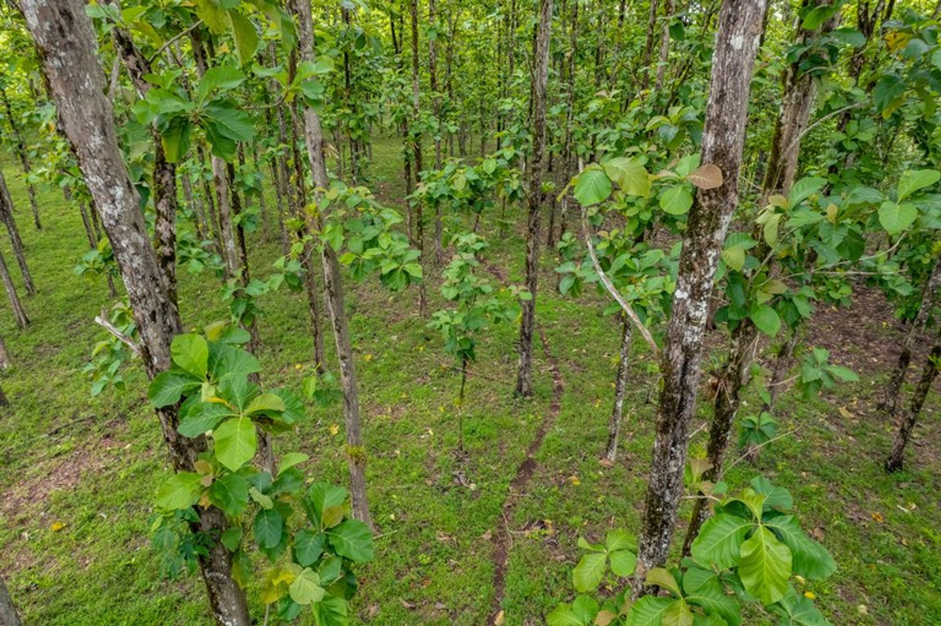 Land i Pocosol, Provincia de Alajuela 12119227