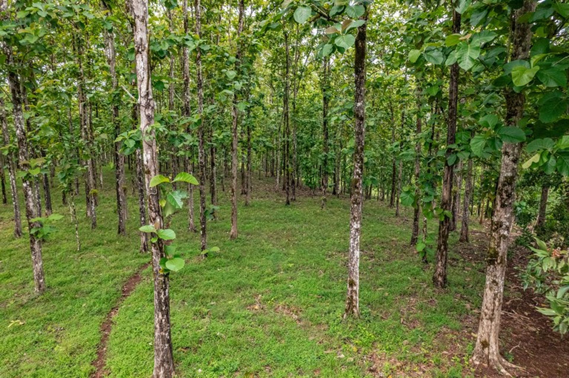 Land i Pocosol, Provincia de Alajuela 12119227