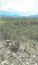 Tanah dalam San Jose, Puerto Princesa 12122484
