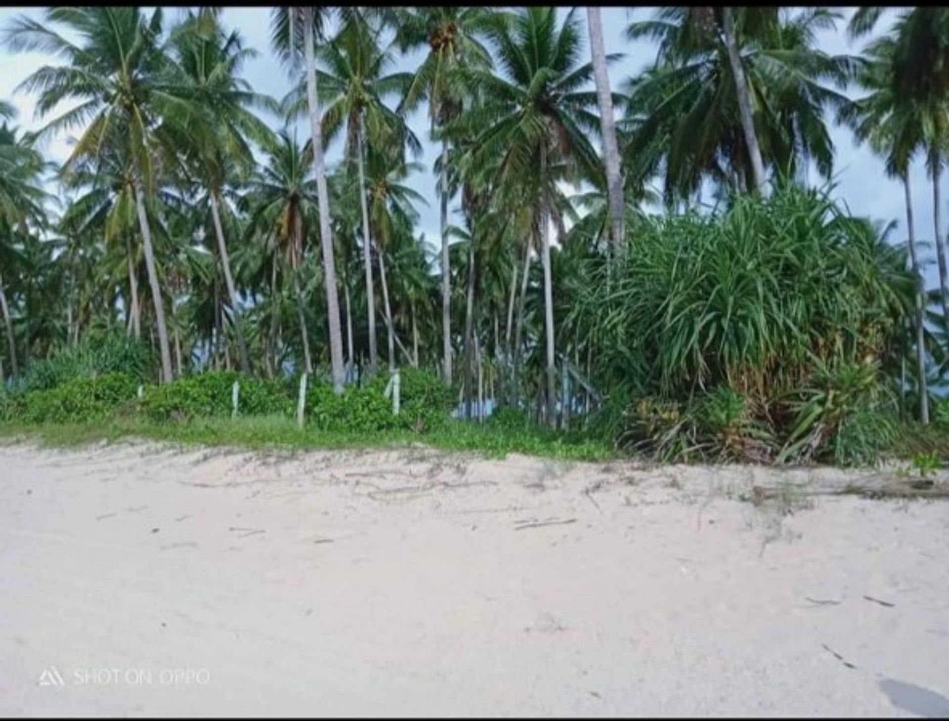 Land in San Vicente, MIMAROPA 12123223