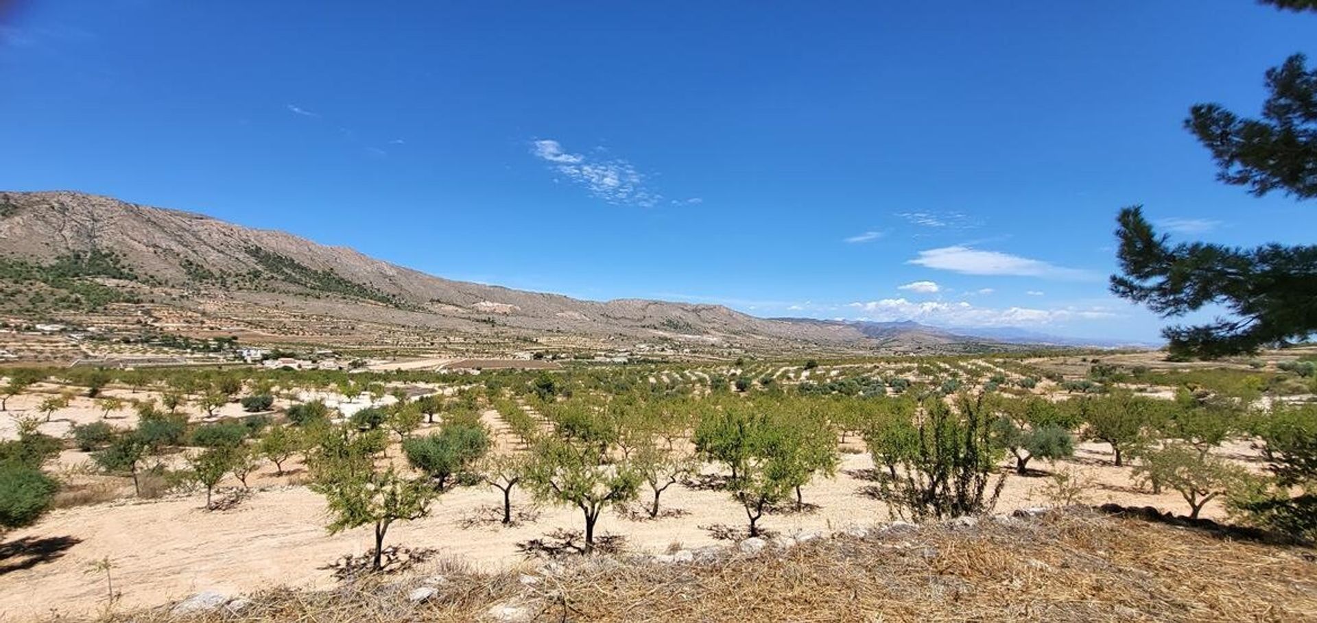 Talo sisään La Romana, Alicante, Valencian Community 12124617