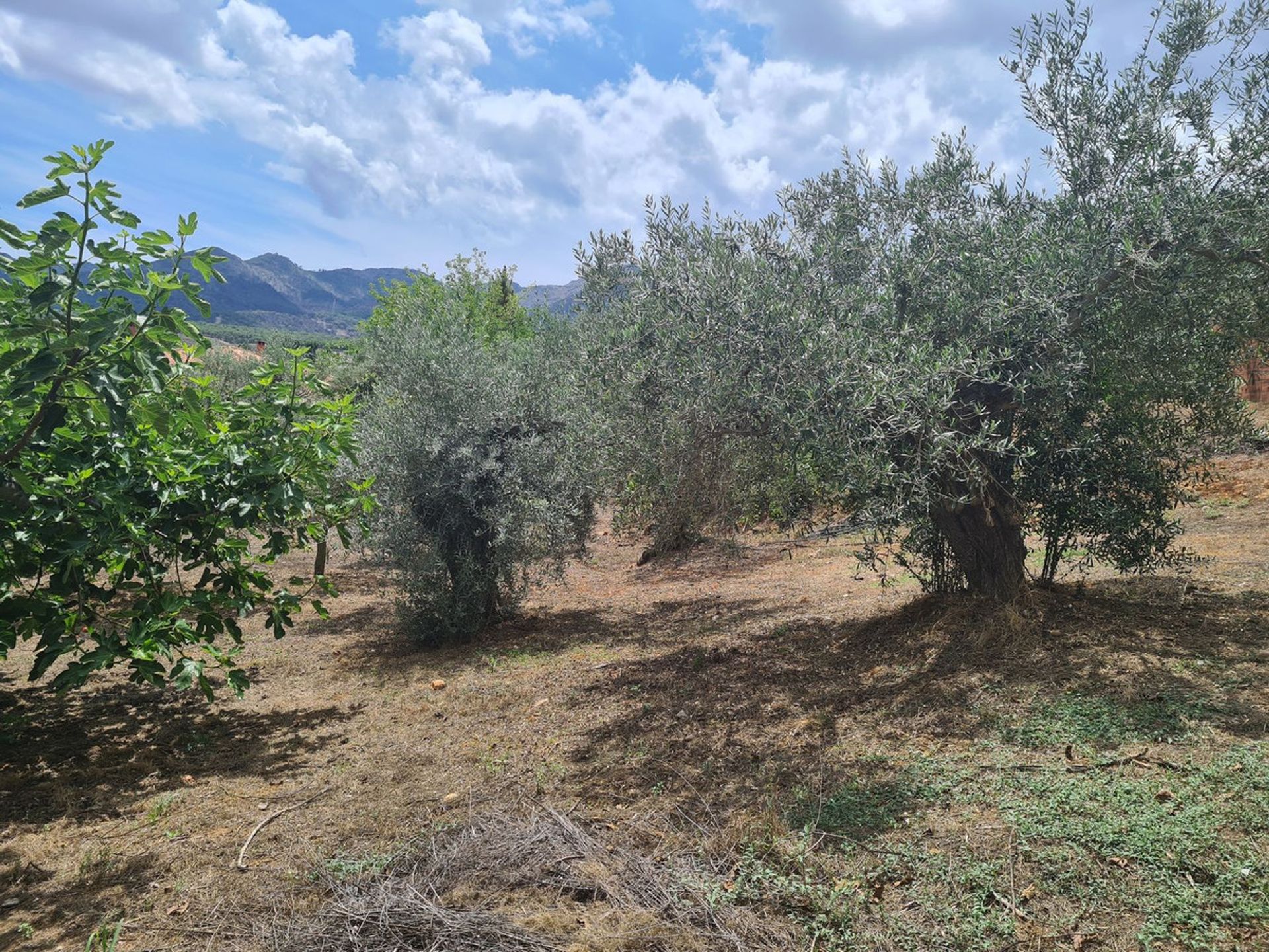 casa en Alhaurín de la Torre, Andalusia 12125246