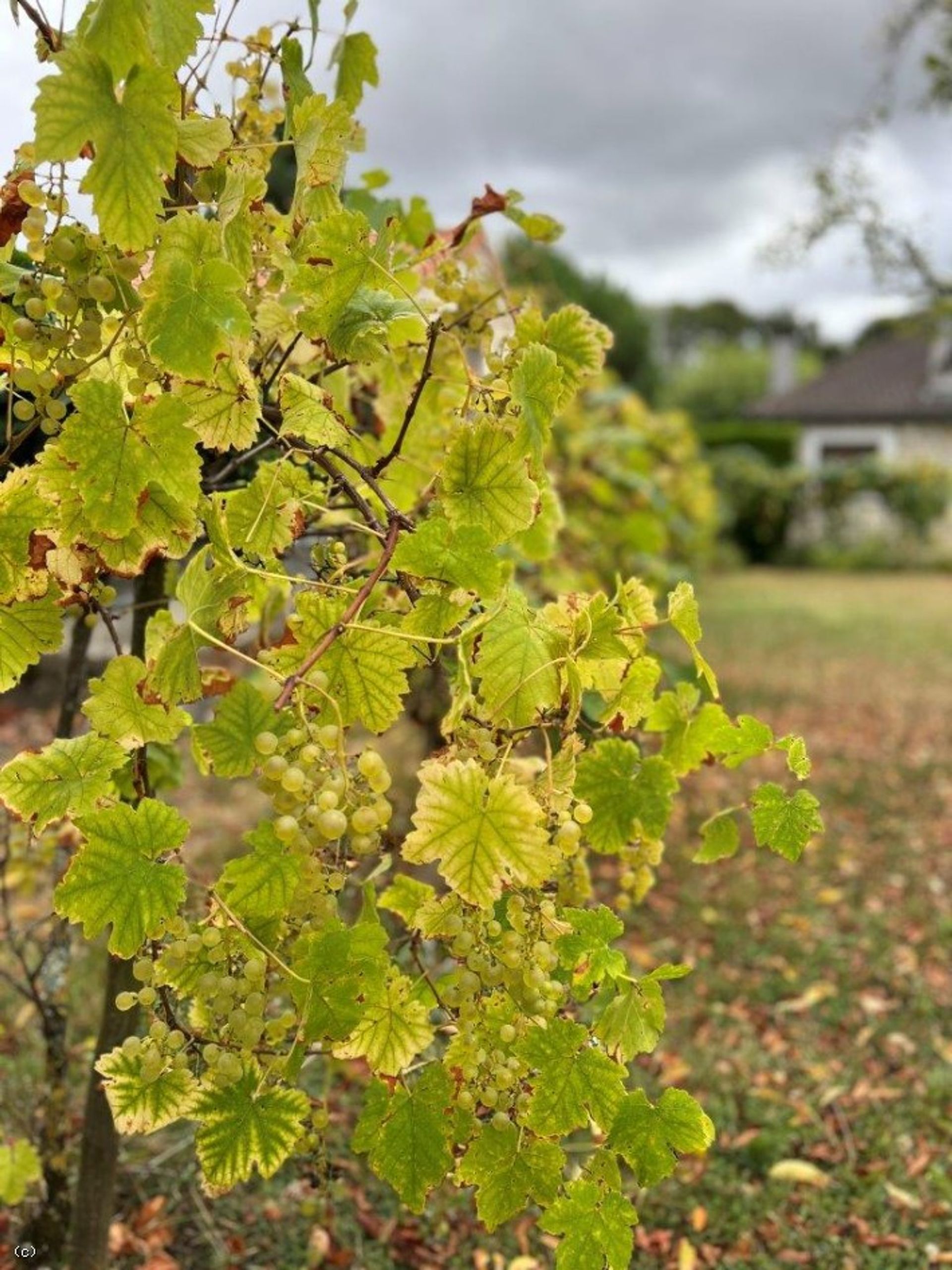 Talo sisään Champagne-Mouton, Nouvelle-Aquitaine 12131825