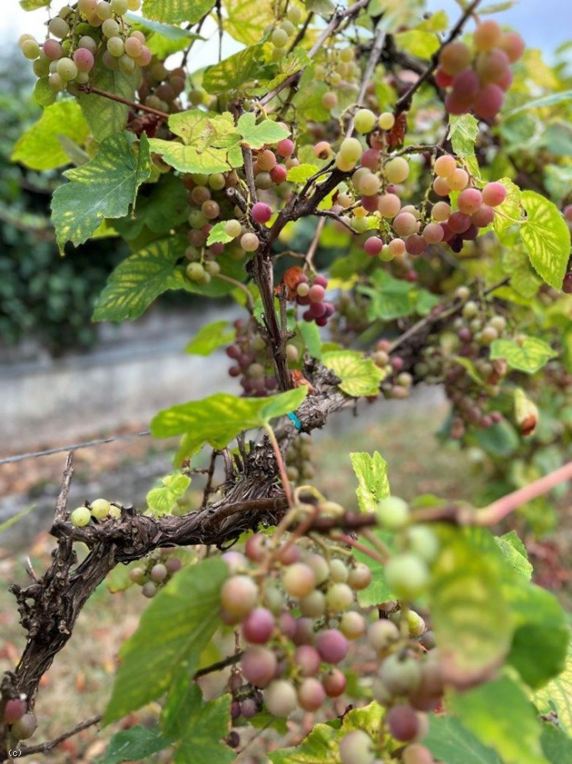 casa no Champagne-Mouton, Nouvelle-Aquitaine 12131825