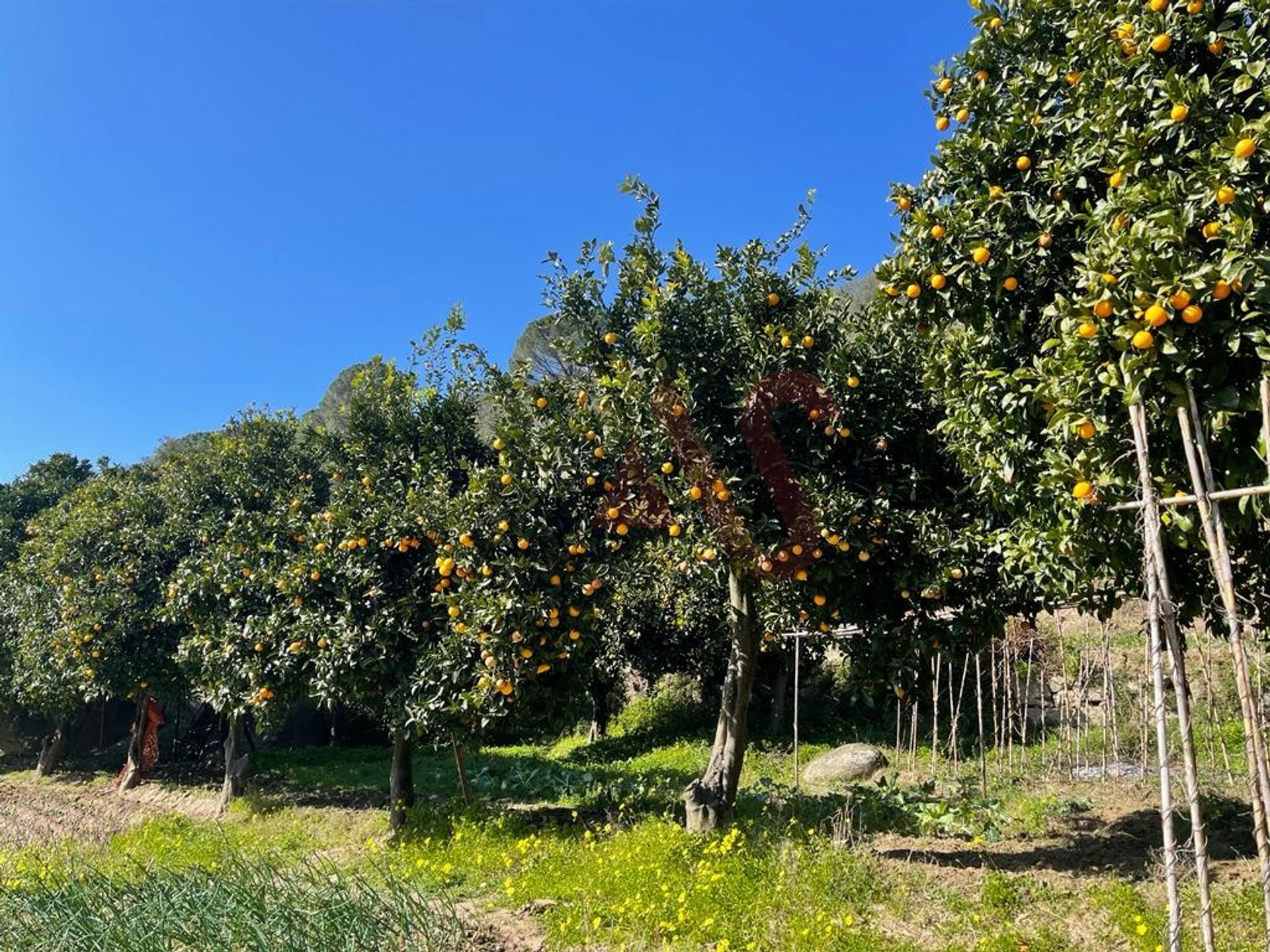 Tierra en Mesão Frio, Villa Real 12132541