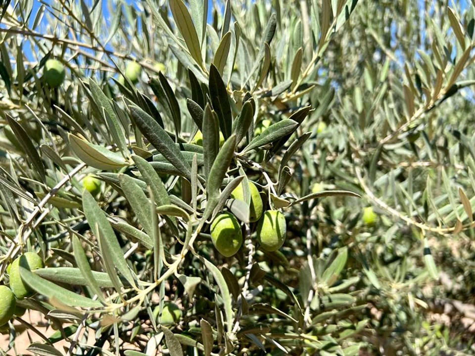 房子 在 Corvera, Región de Murcia 12136696