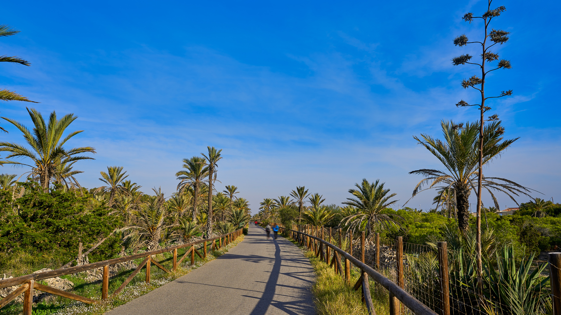 Tanah dalam Guardamar del Segura, Valencia 12137837