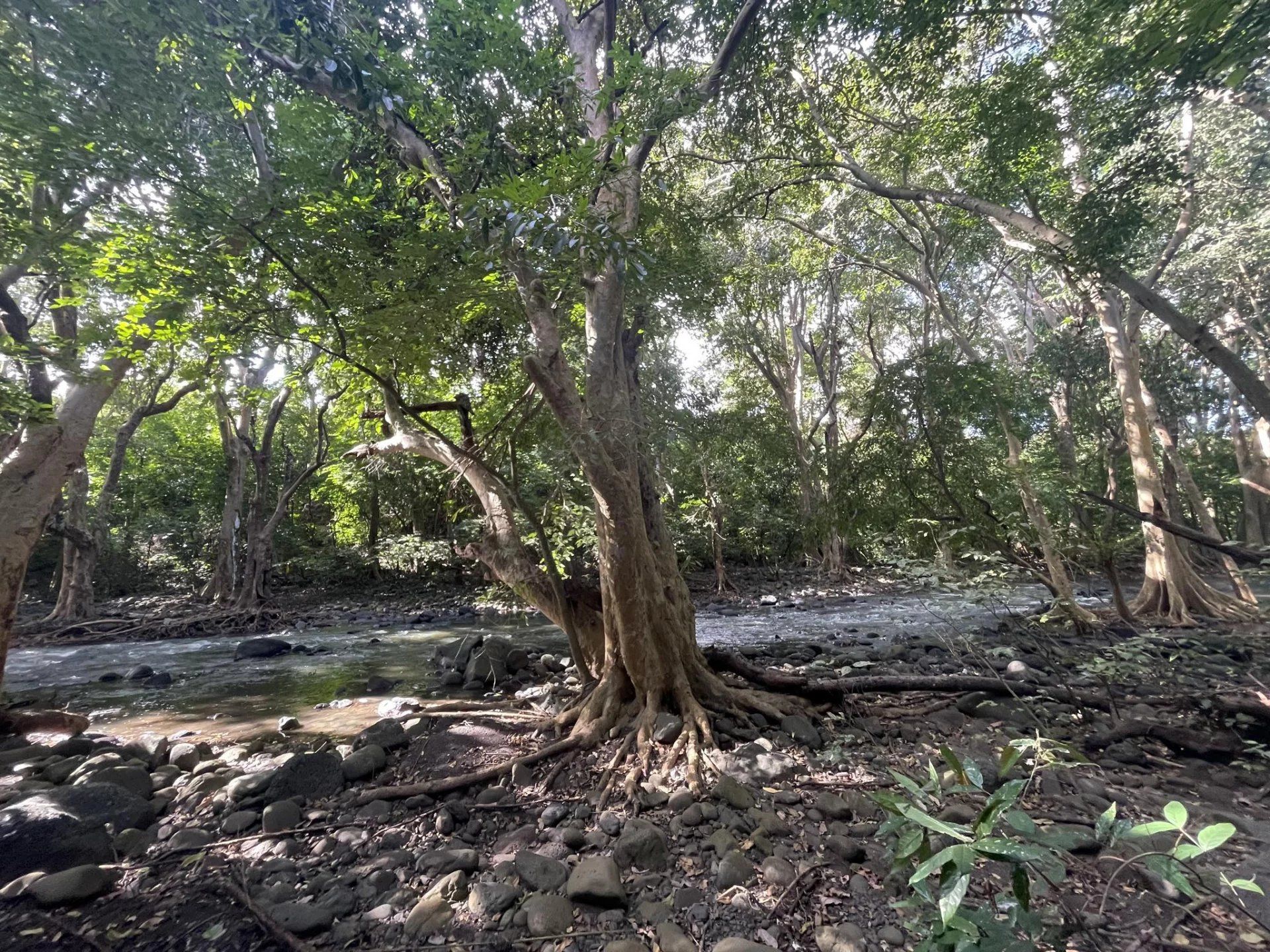 Terre dans Grande Case Noyale, Rivière Noire 12144308