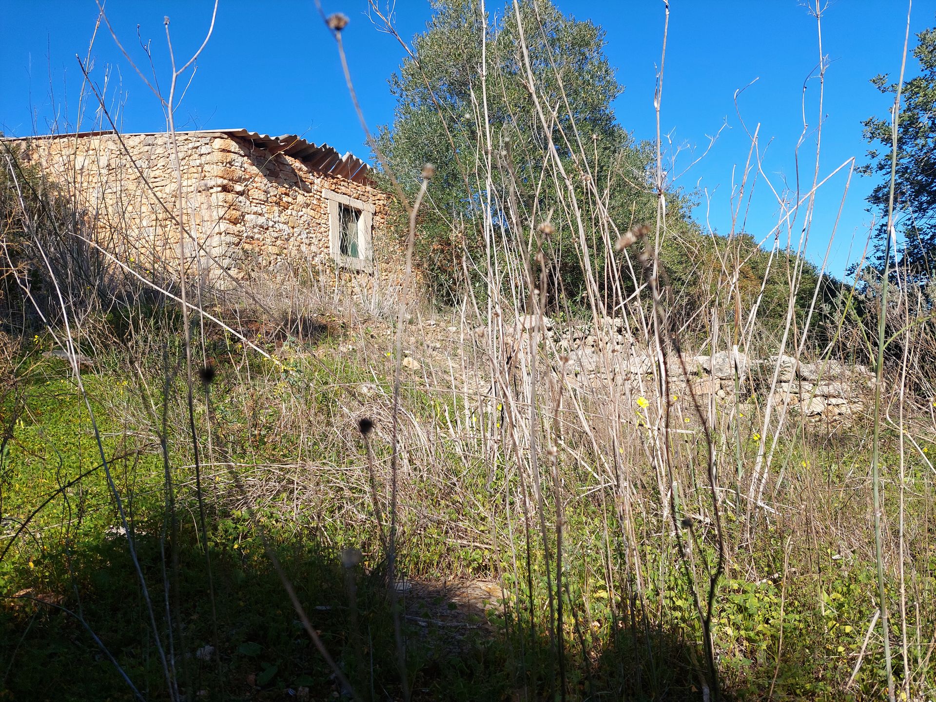 Terre dans Estoi, Faro 12150432