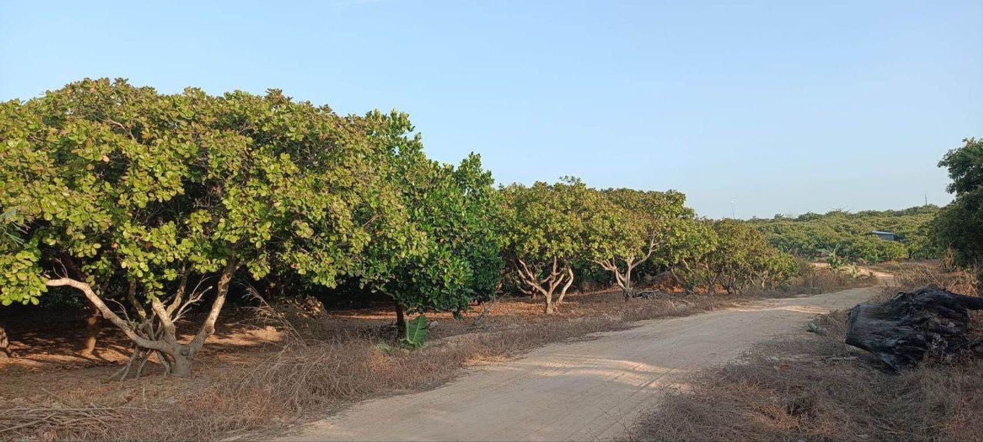 Land i Tumnob Dach, Oddar Meanchey 12151793