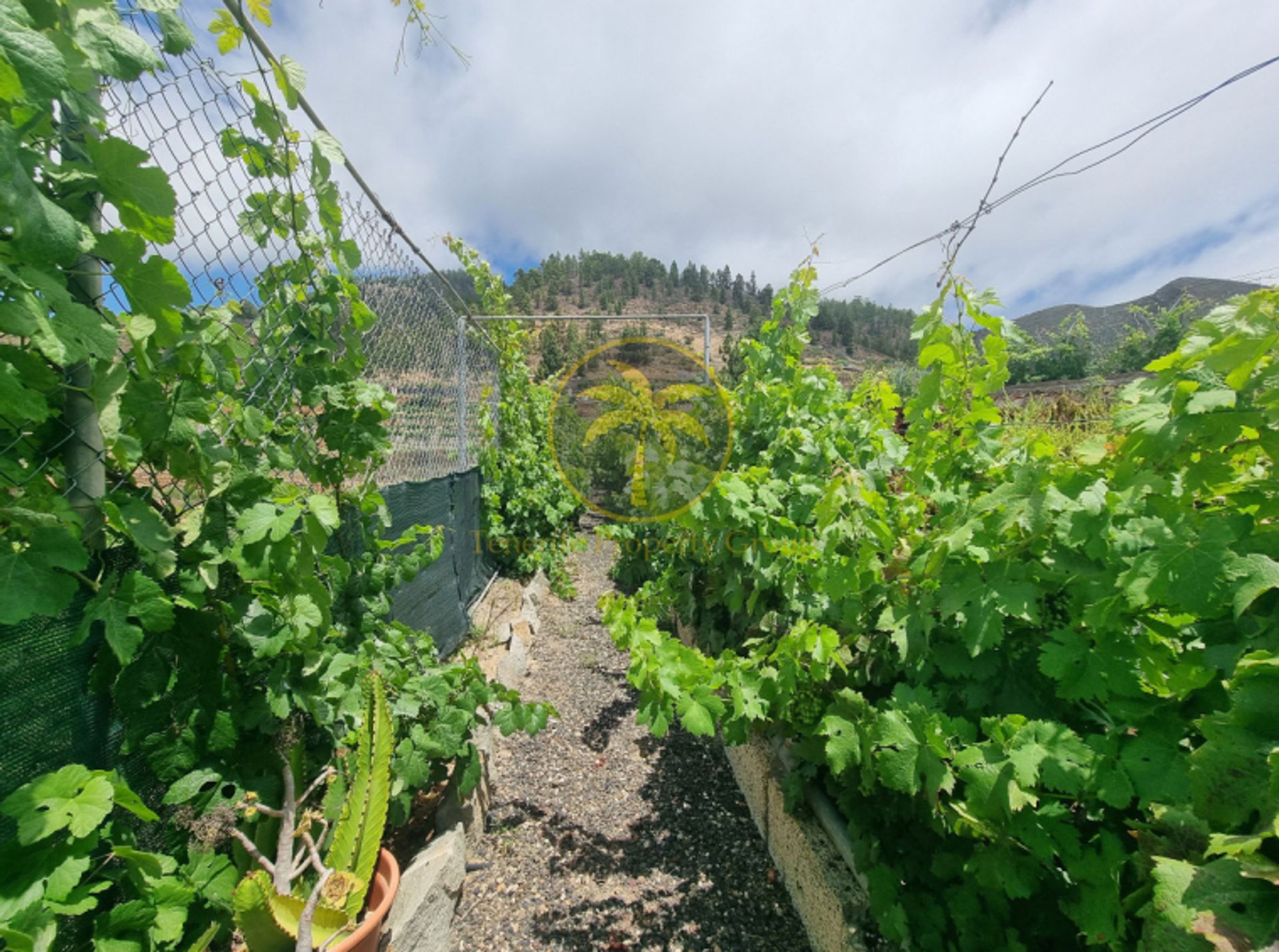 房子 在 Granadilla de Abona, Canary Islands 12180675