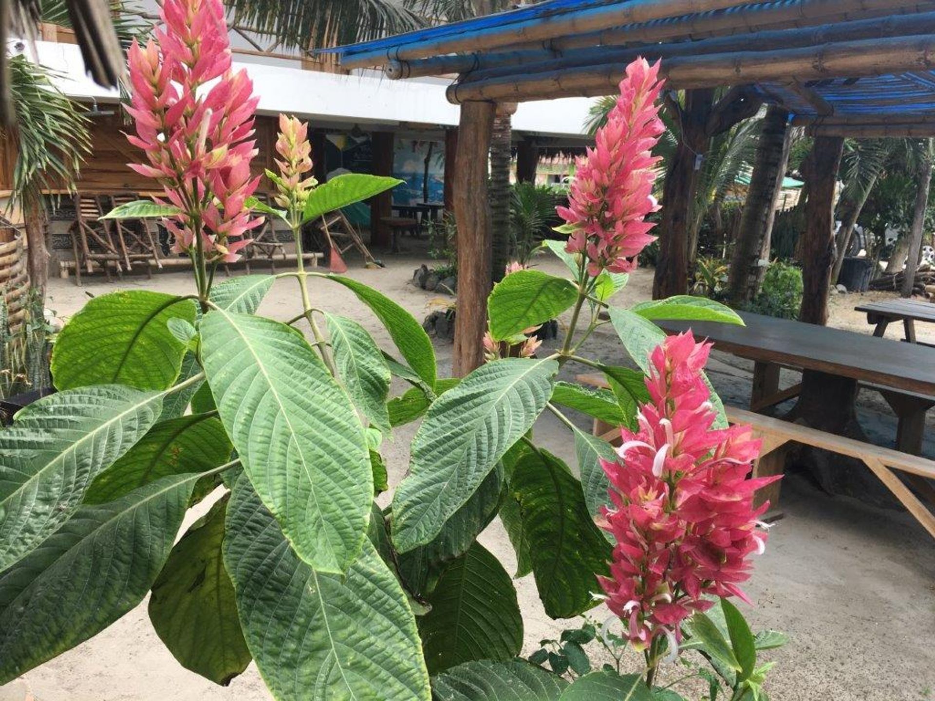 Ejerlejlighed i Canoa, Manabí 12195360