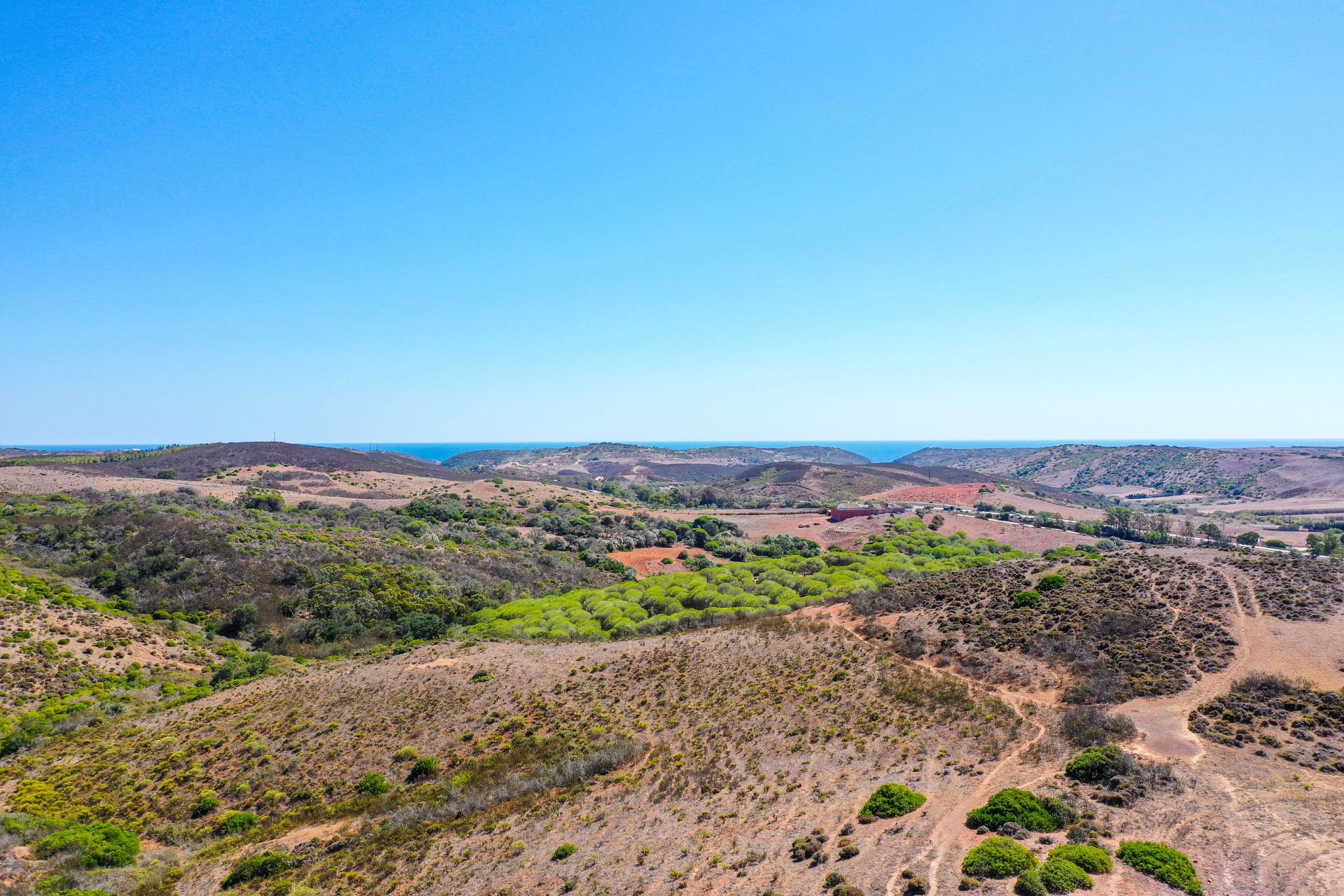 Tierra en raposeira, Faraón 12202642