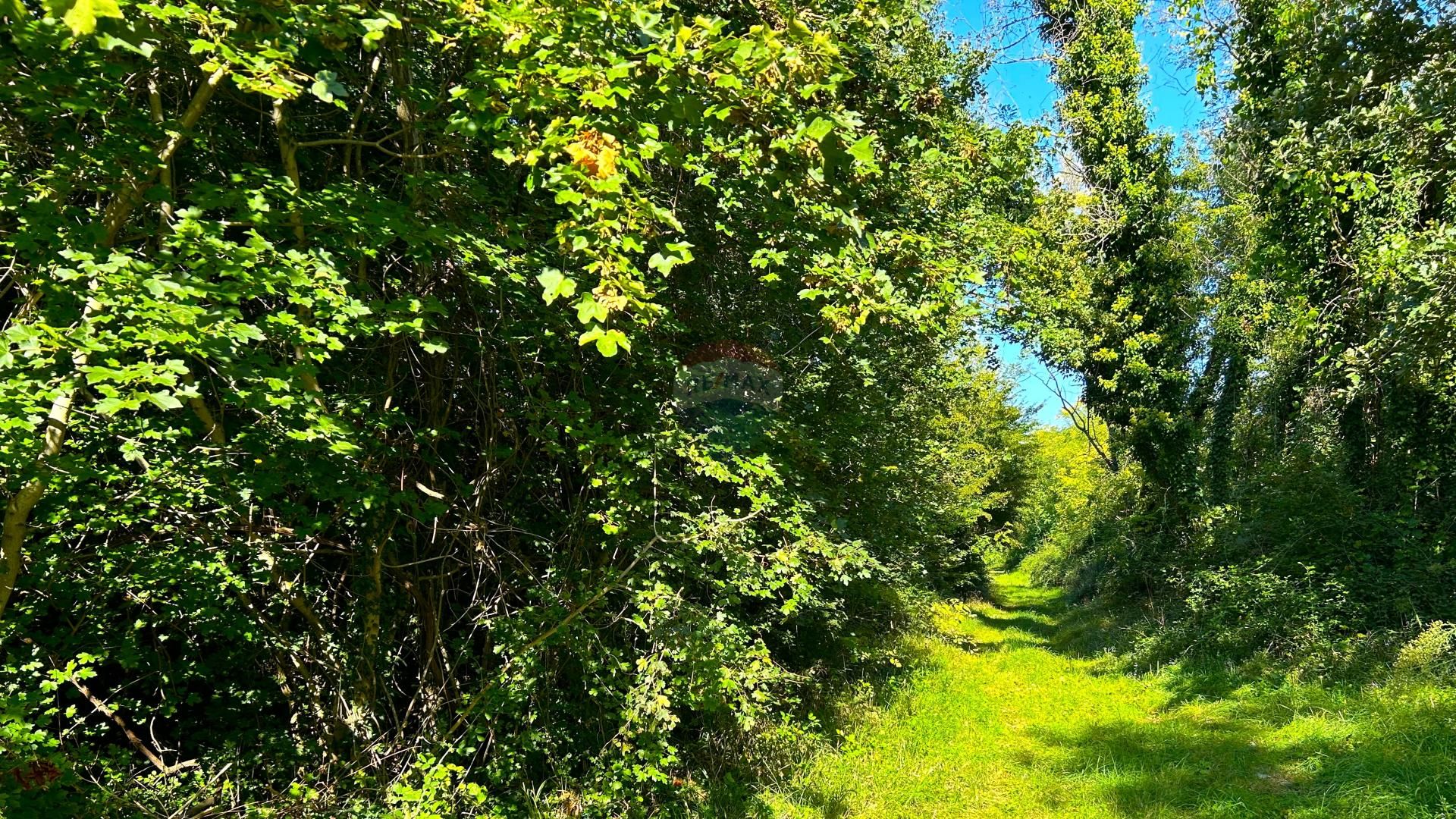 Terre dans Cepljani, Istarska Zupanija 12242301