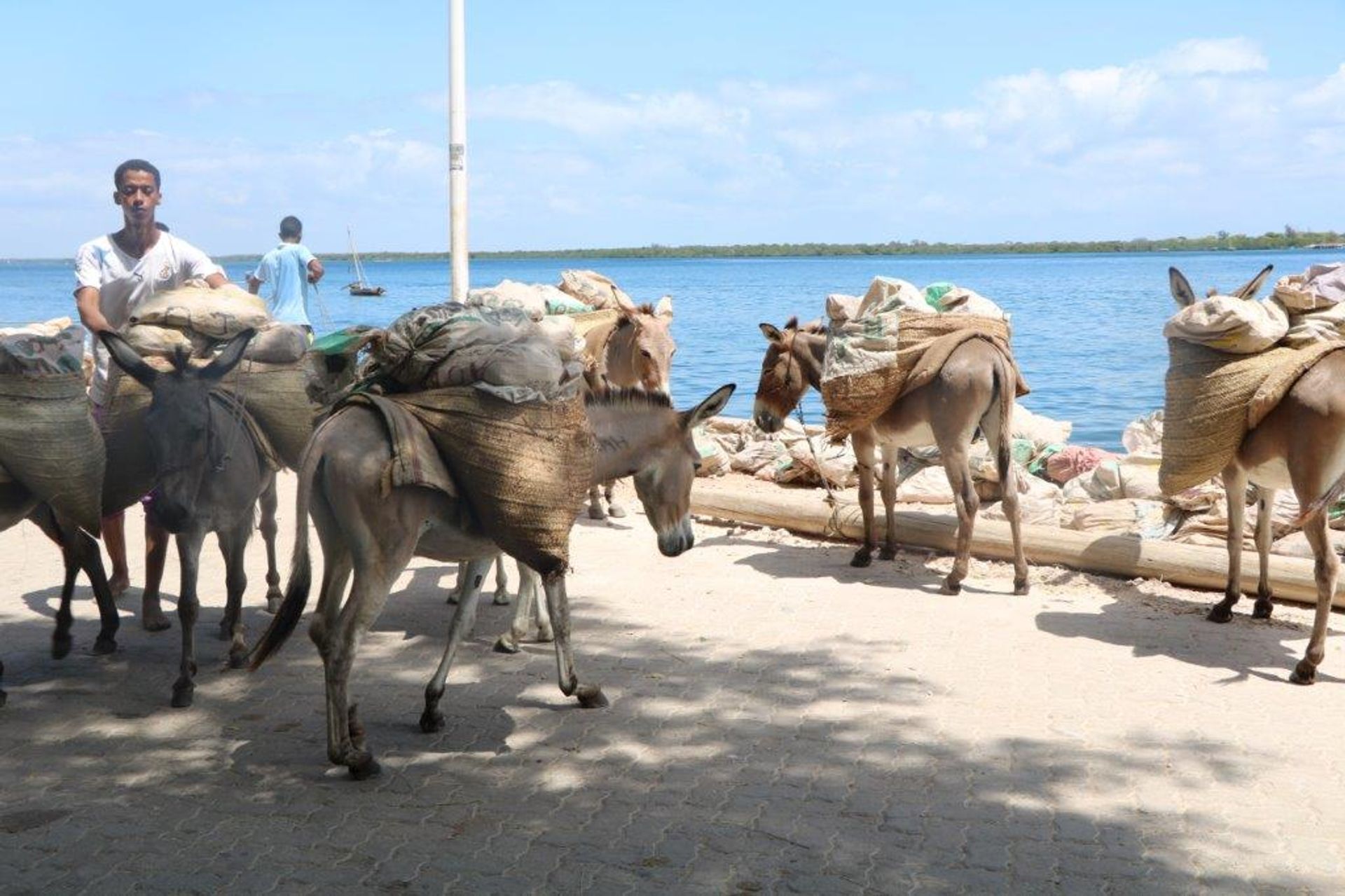 Haus im Lamu, Lamu County 12242991