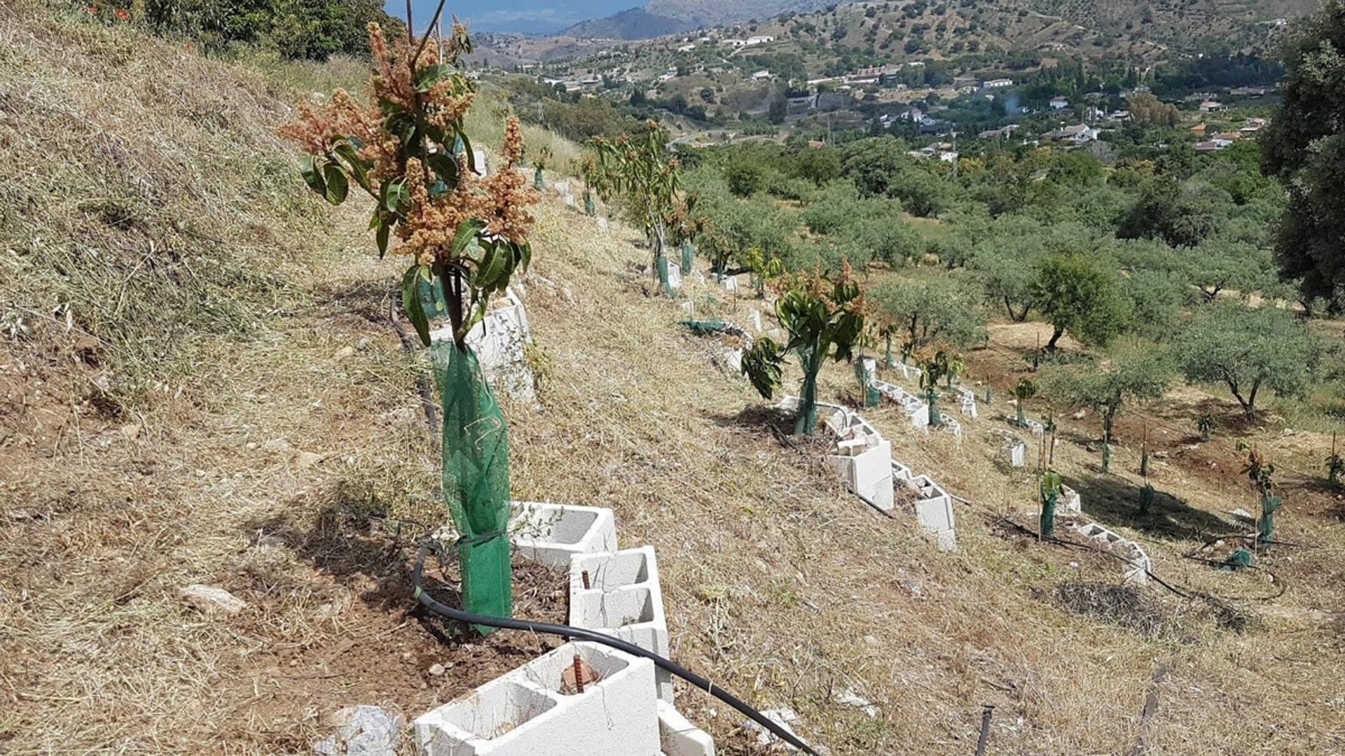 Hus i Coín, Andalusia 12254194