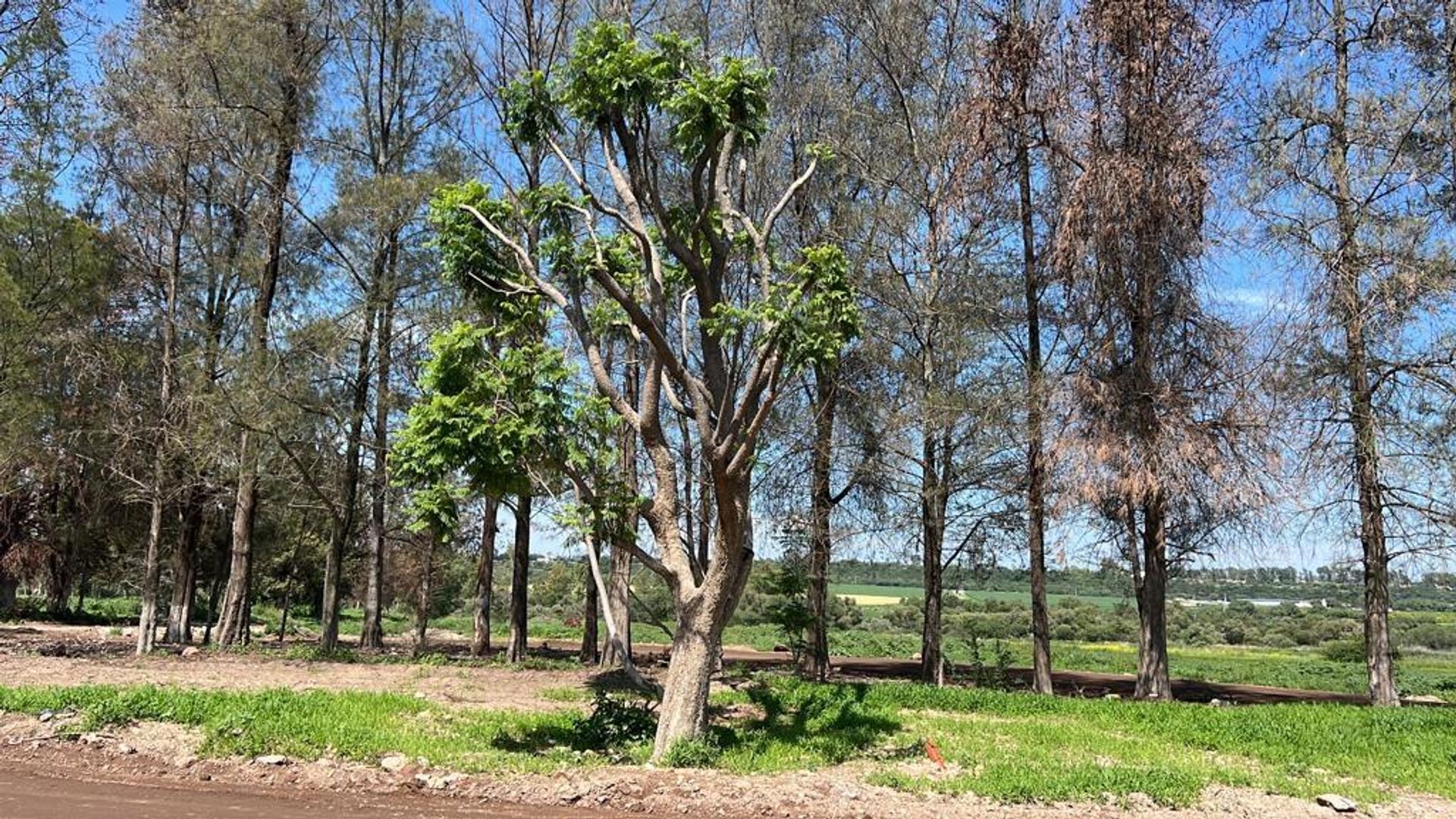 Tanah dalam Huimilpan, Queretaro 12258969