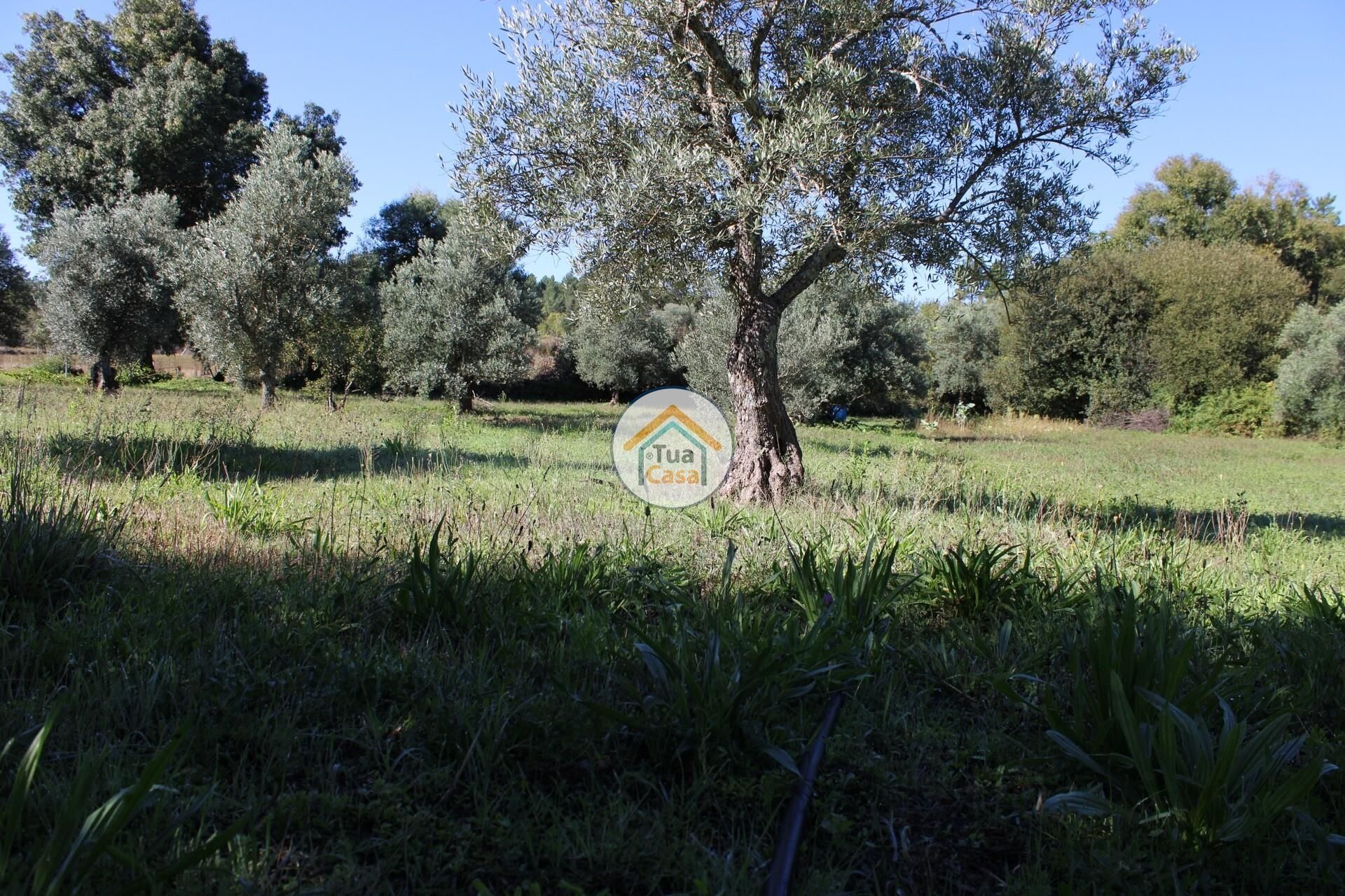 rumah dalam Tortosendo, Castelo Branco District 12264966