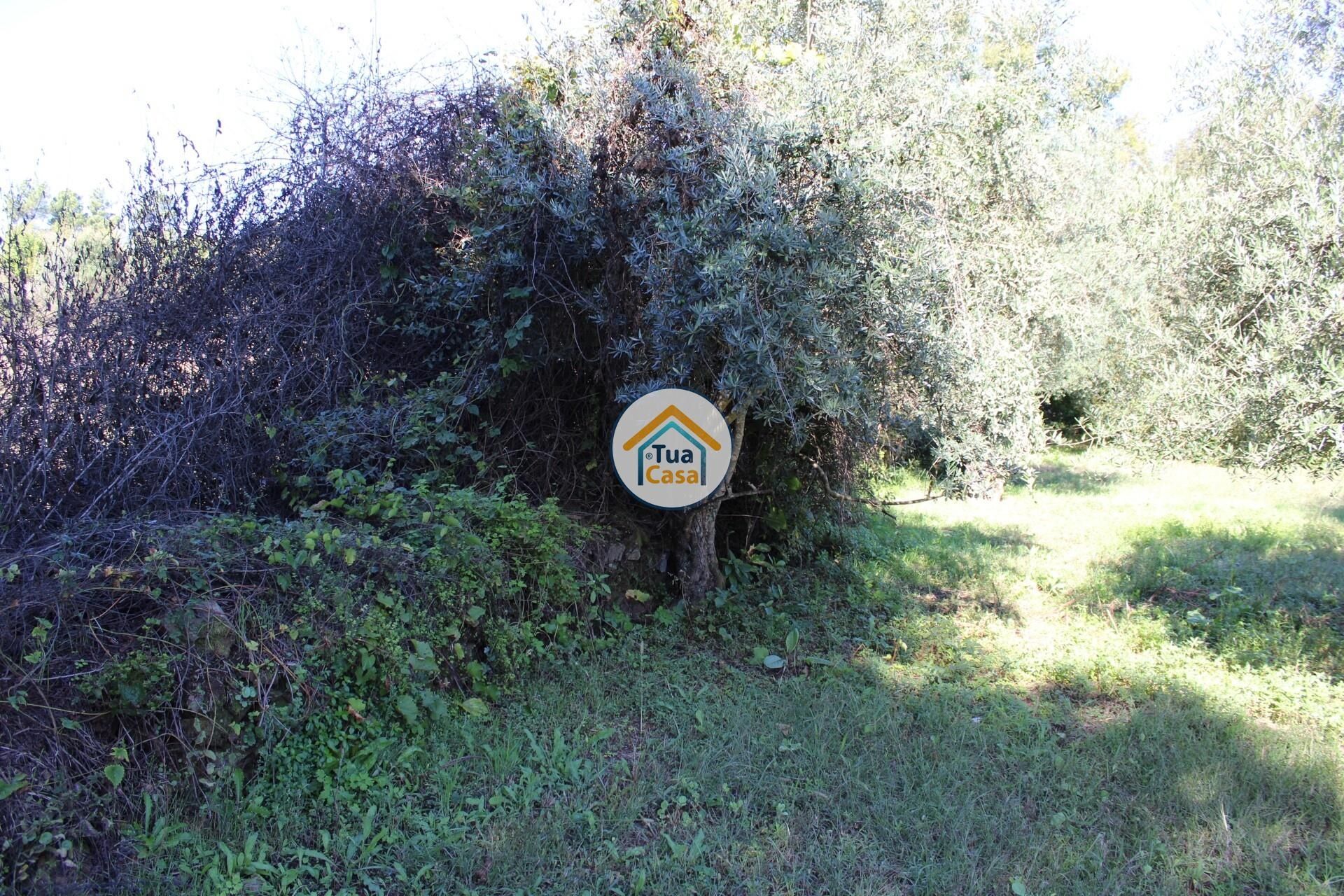 Rumah di Tortosendo, Castelo Branco District 12264966