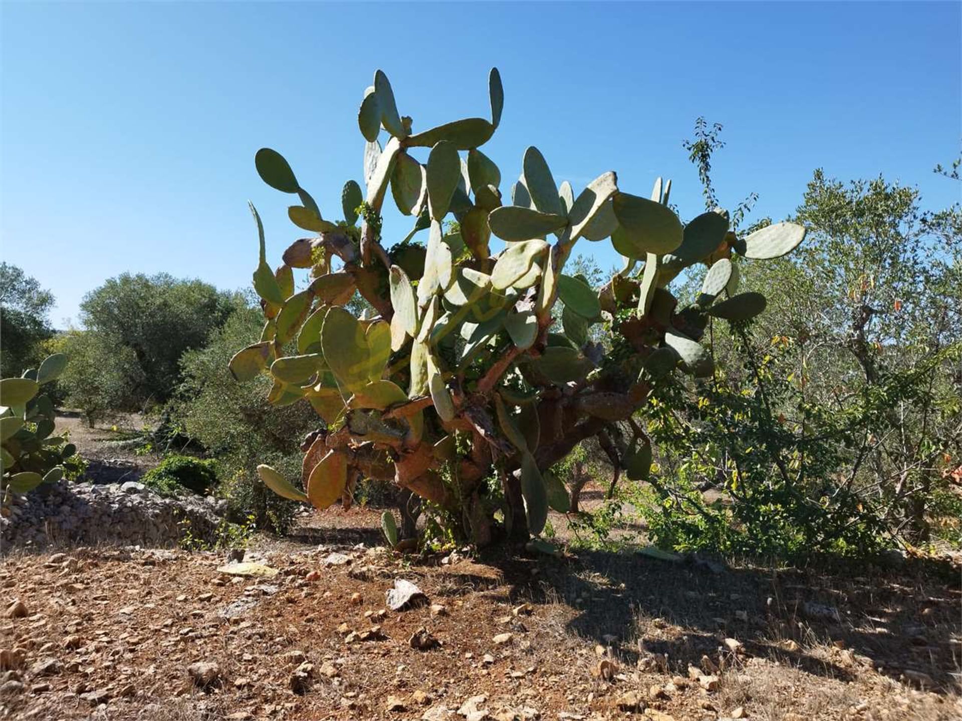 casa en Ostuni, Apulia 12267608