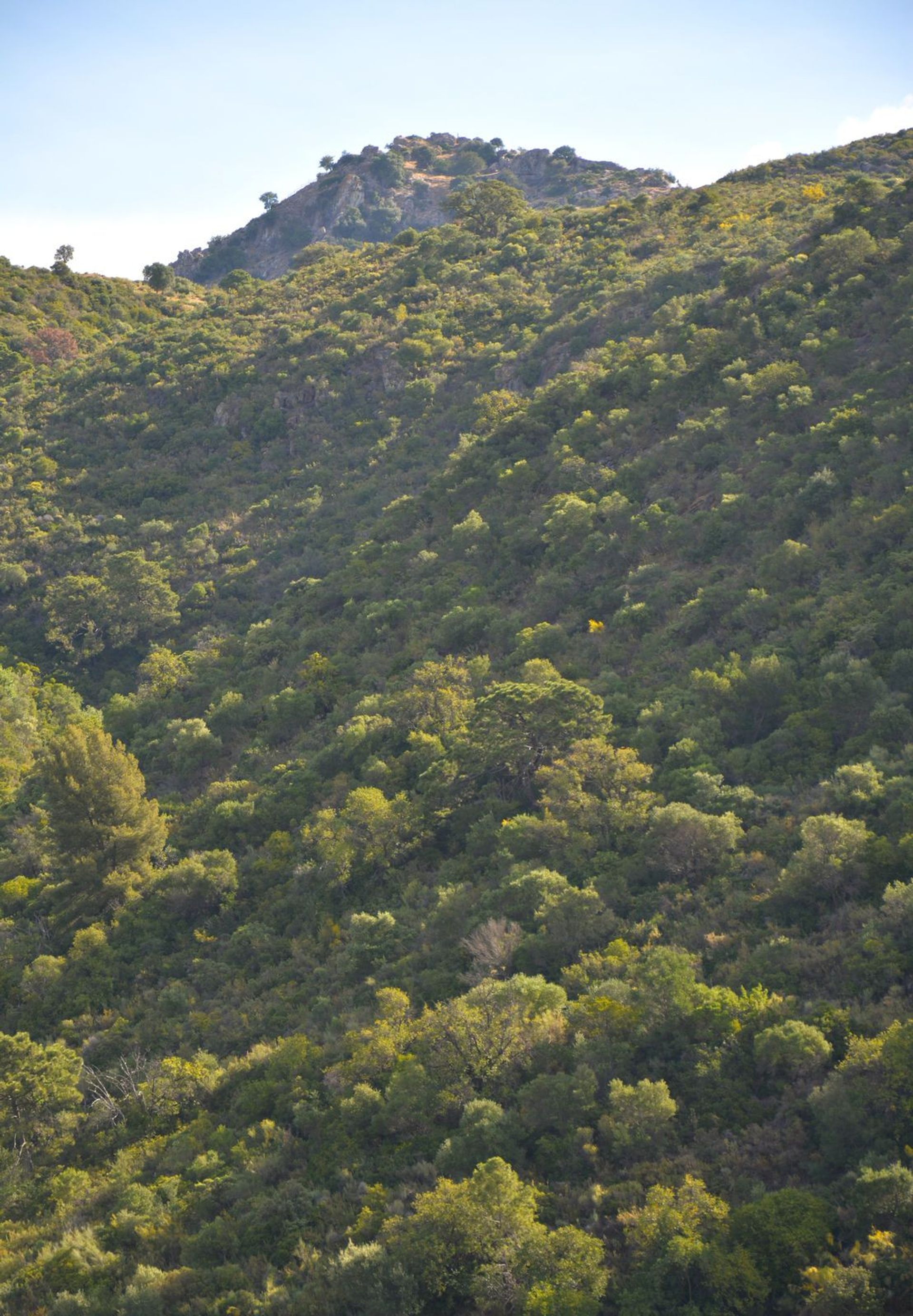 Land im Benahavís, Andalusia 12267944