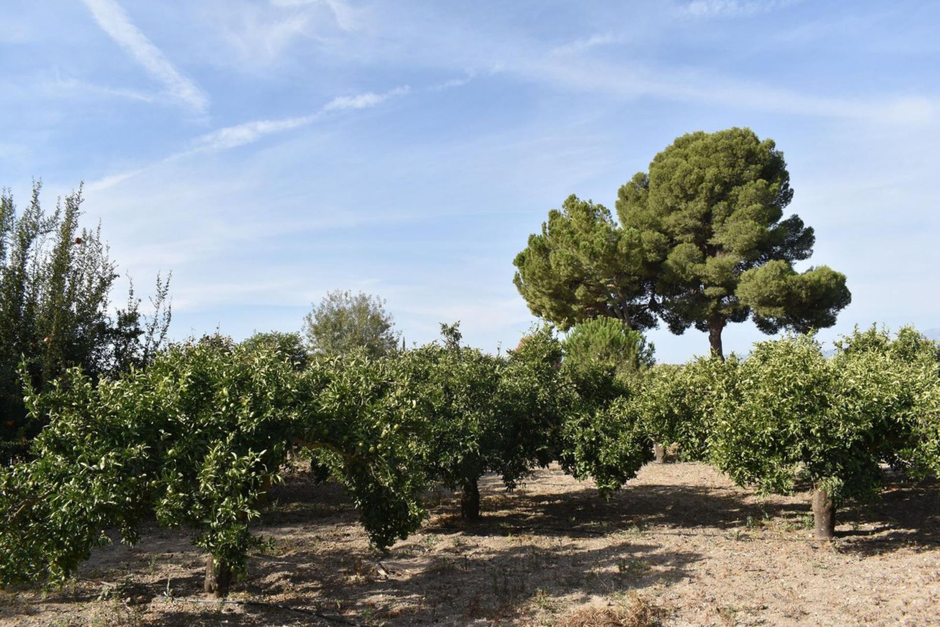 房子 在 Alhaurín el Grande, Andalusia 12281623